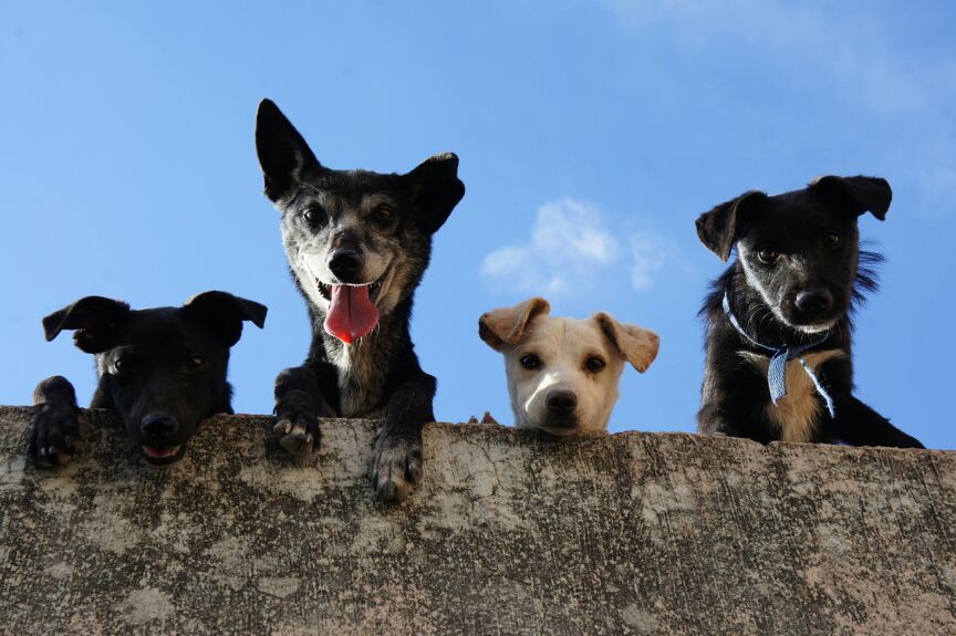 dog