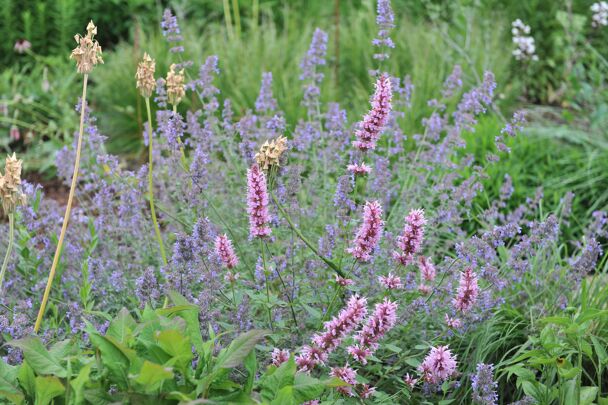 Nepeta faassenii ´Six hills giant´ - Kattenkruid Online Kopen
