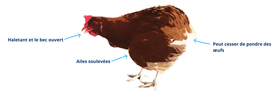 Les maladies respiratoires des poules - Les traitements naturels