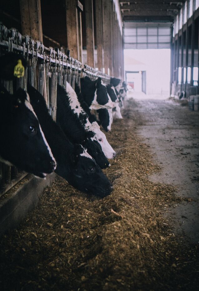 Animal Feed: Types, Ingredients and Manufacturing Process Animal Feed: Types, Ingredients and Manufacturing Process