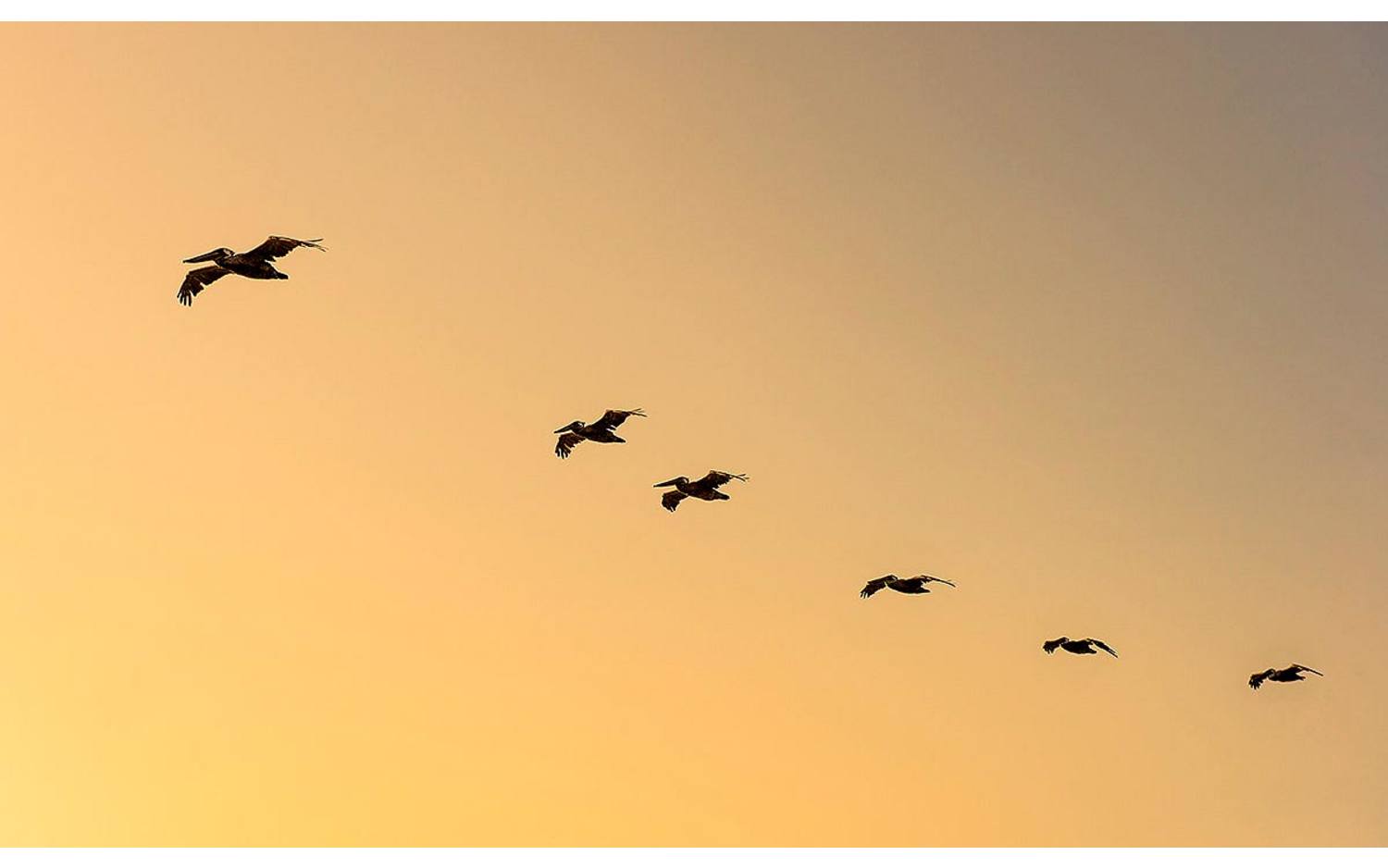 Goossens Schilderij Fly Bird, 70 x 118 cm