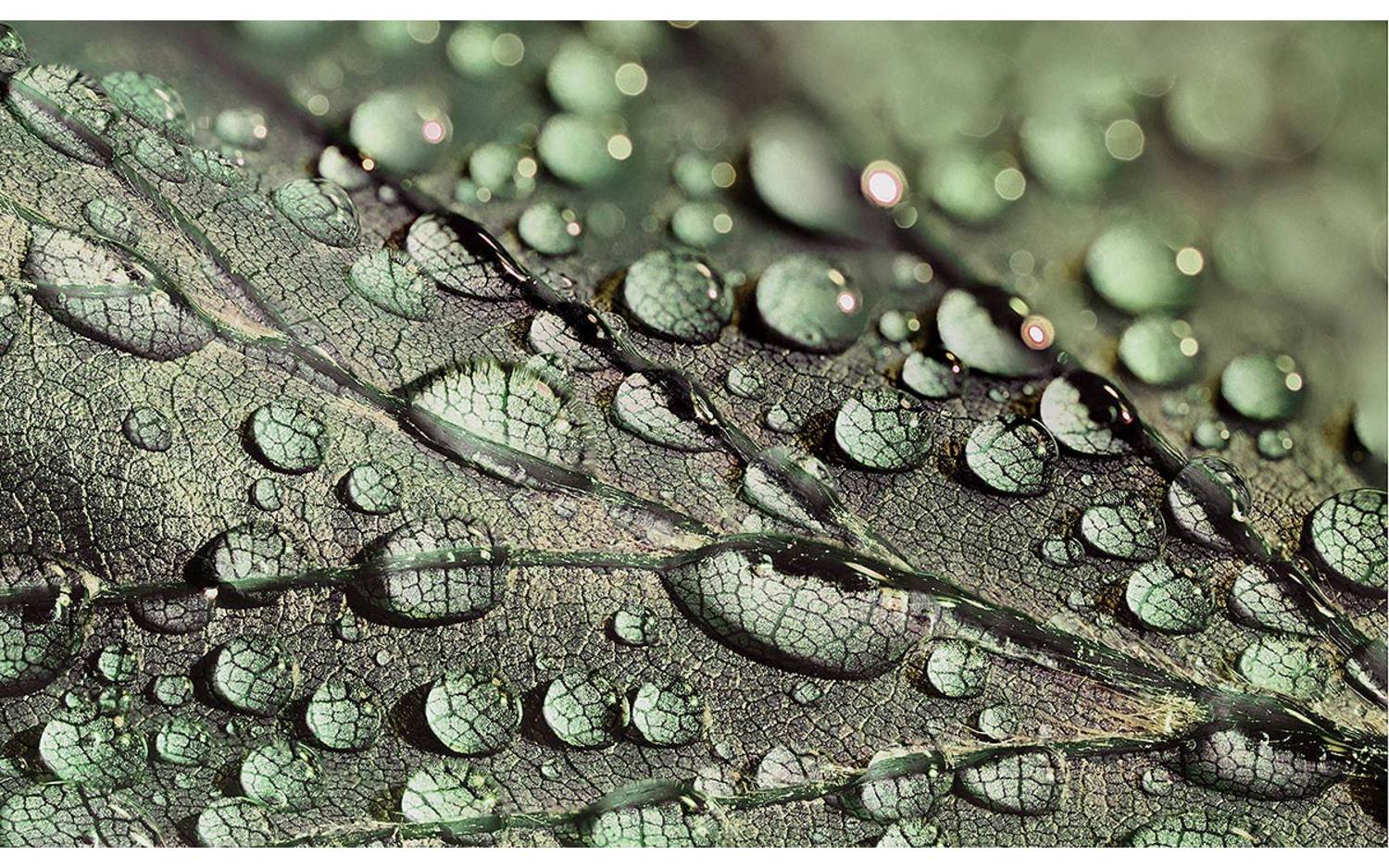 Goossens Schilderij Macro Leaf, 70 x 118 cm - 8718823221220
