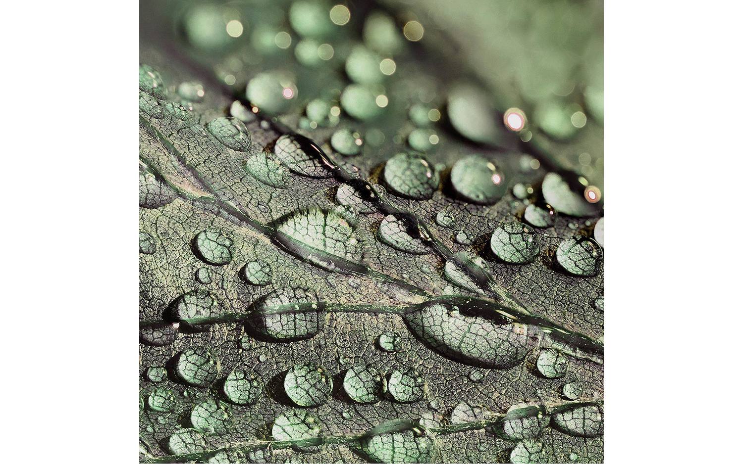 Goossens Schilderij Macro Leaf, 74 x 74 cm