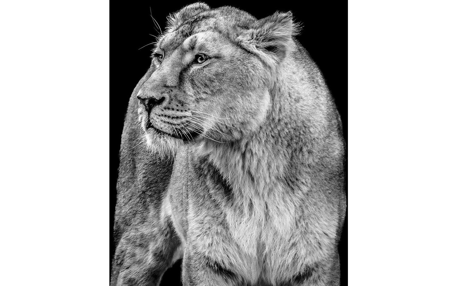 Goossens Fotolijst Wild Life Mini Serie, Foto c 30 x 40 cm - 8718823090819