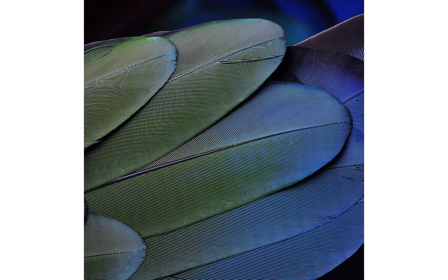 Goossens Schilderij Blue Green Feathers, 74 x 74 cm - 8718823091717