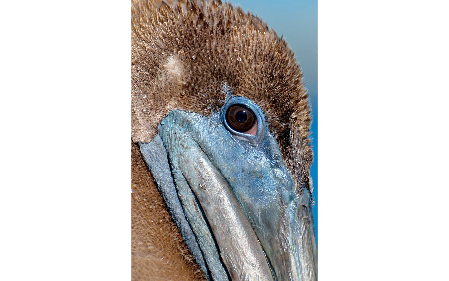 Goossens Schilderij Pelican Wildlife, 148 x 98 cm - 8718823091731