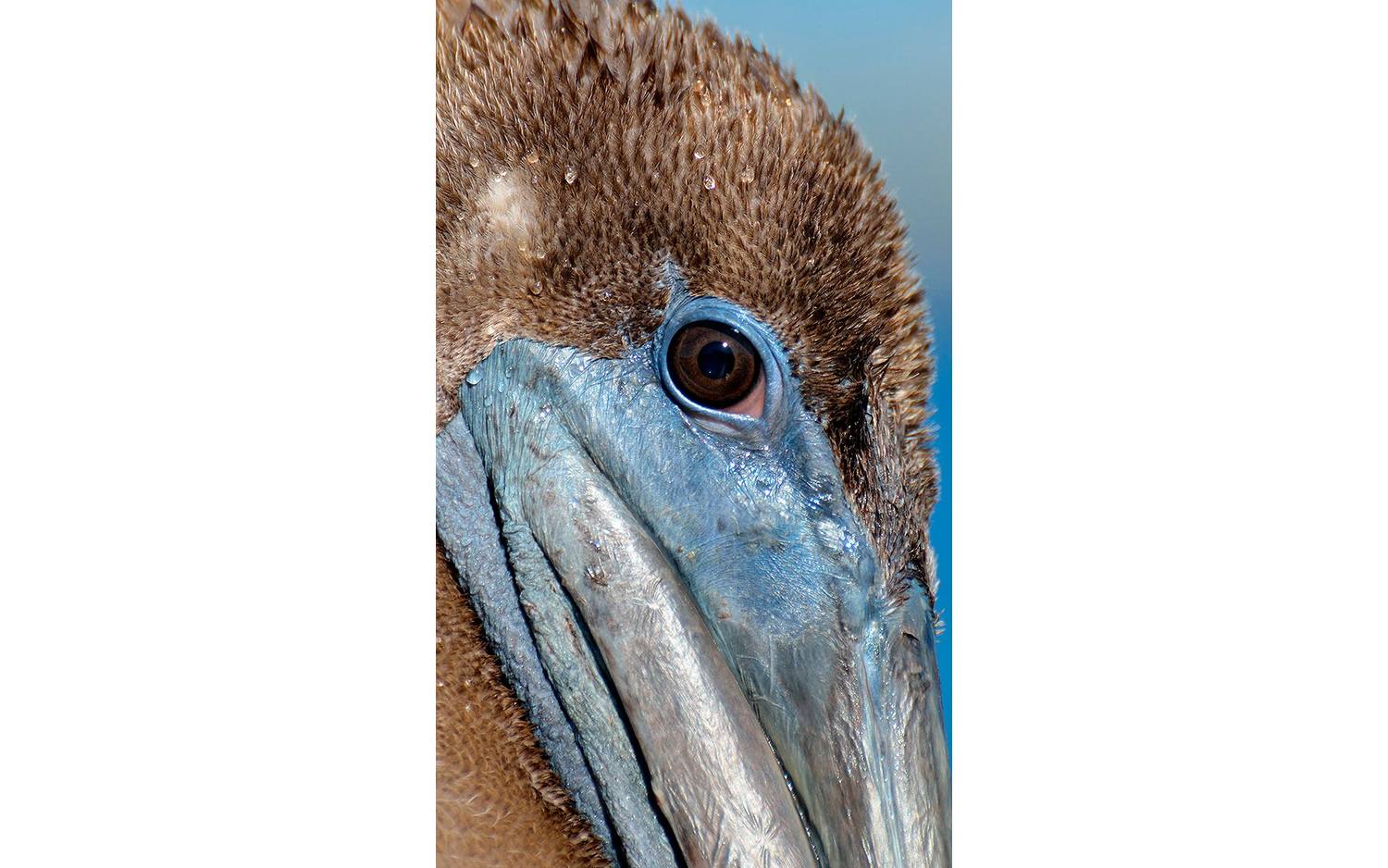 Goossens Schilderij Pelican Wildlife, 70 x 118 cm