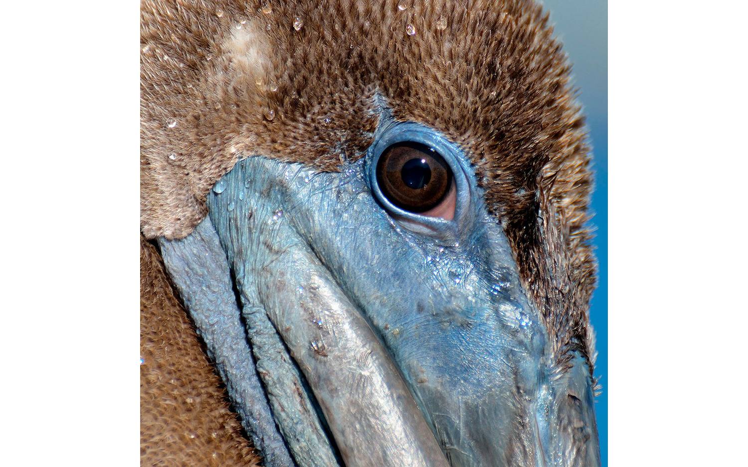 Goossens Schilderij Pelican Wildlife, 74 x 74 cm - 8718823092493