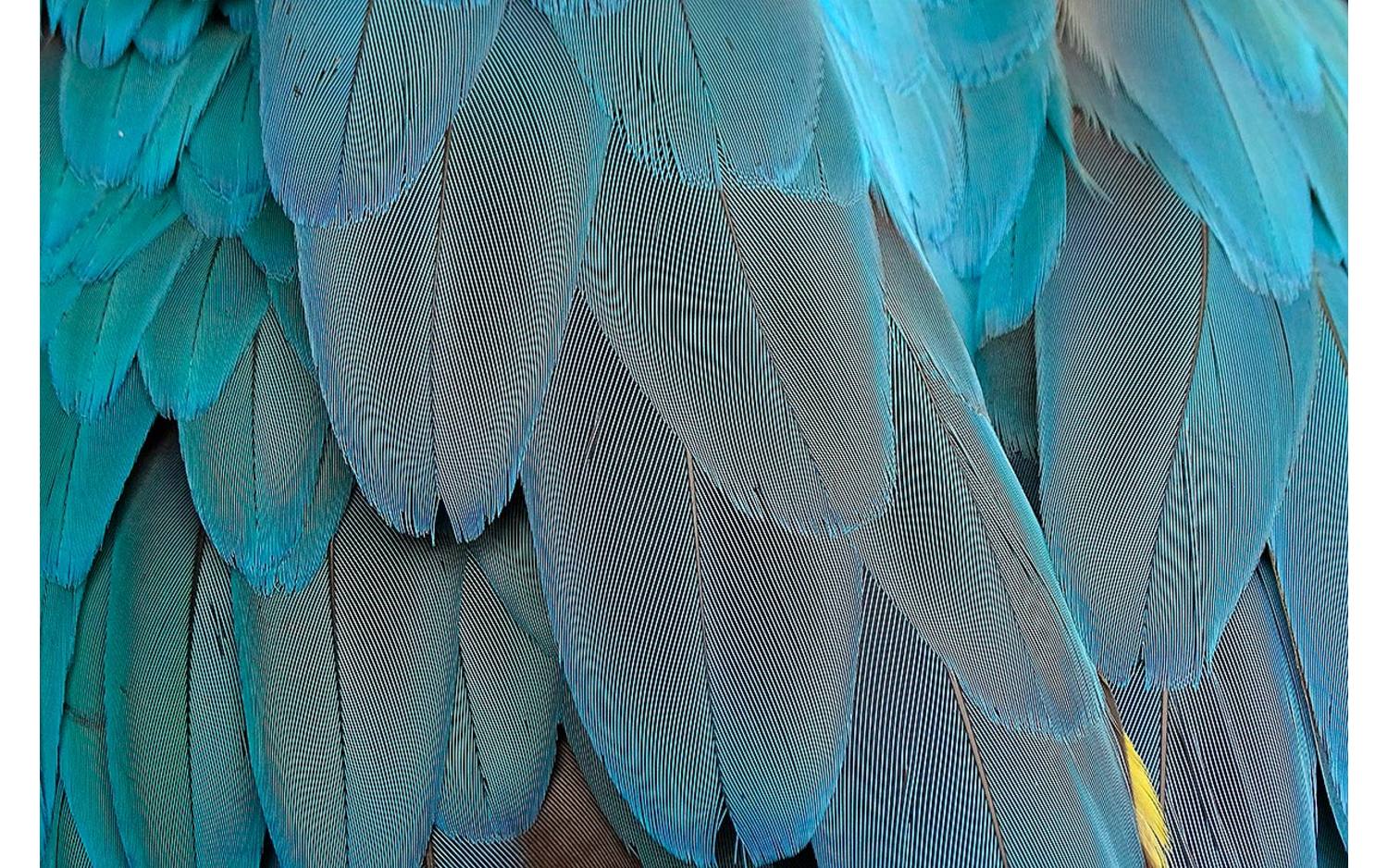 Goossens Schilderij Blue Feathers, 148 x 98 cm - 8718823091748