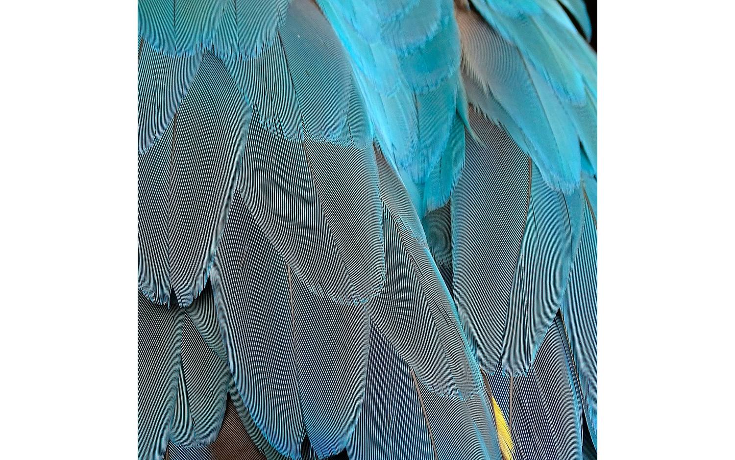 Goossens Schilderij Blue Feathers, 74 x 74 cm - 8718823092509