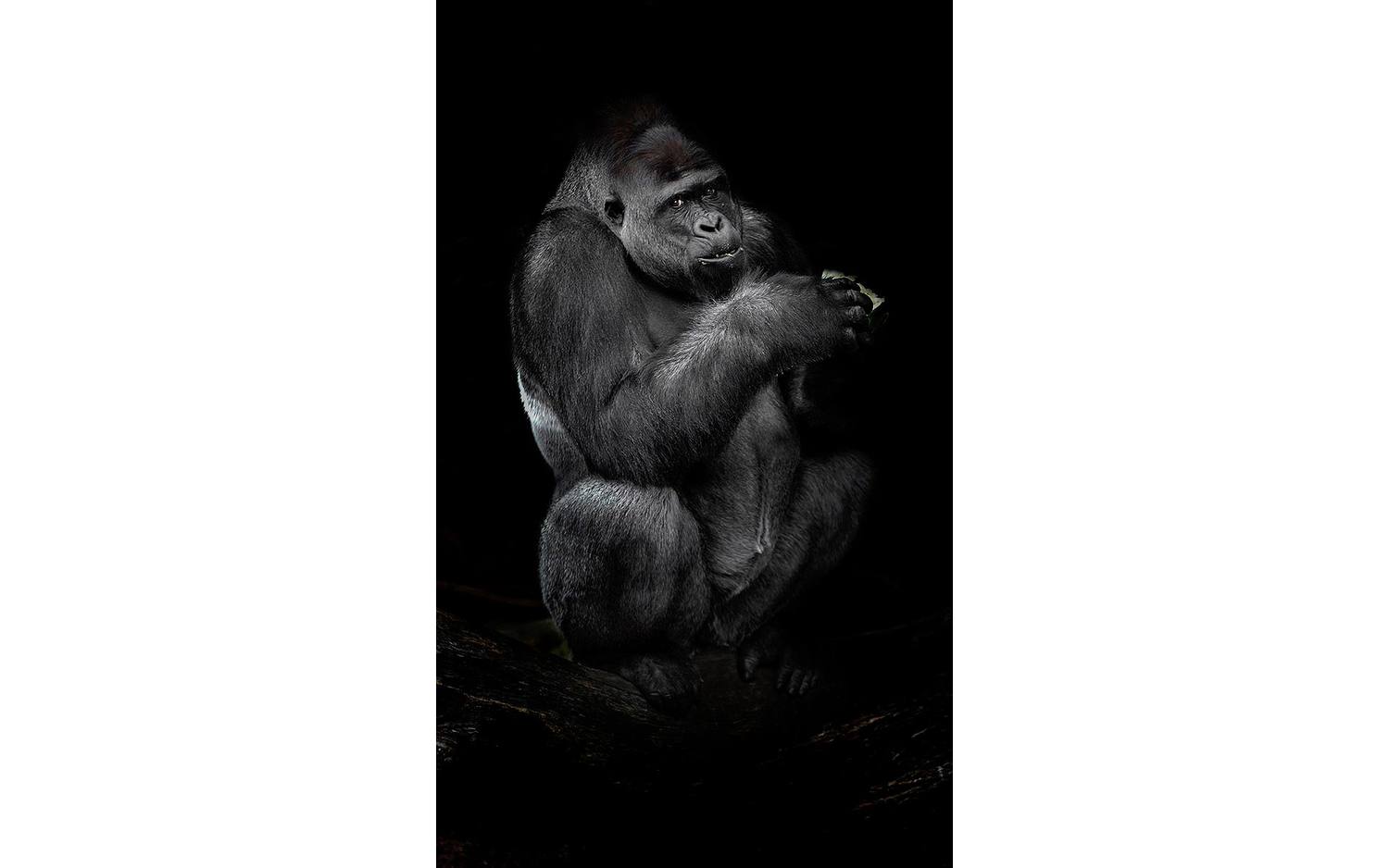 Goossens Schilderij Tarongoo Zoo Gorilla, 70 x 118 cm - 8718823092653