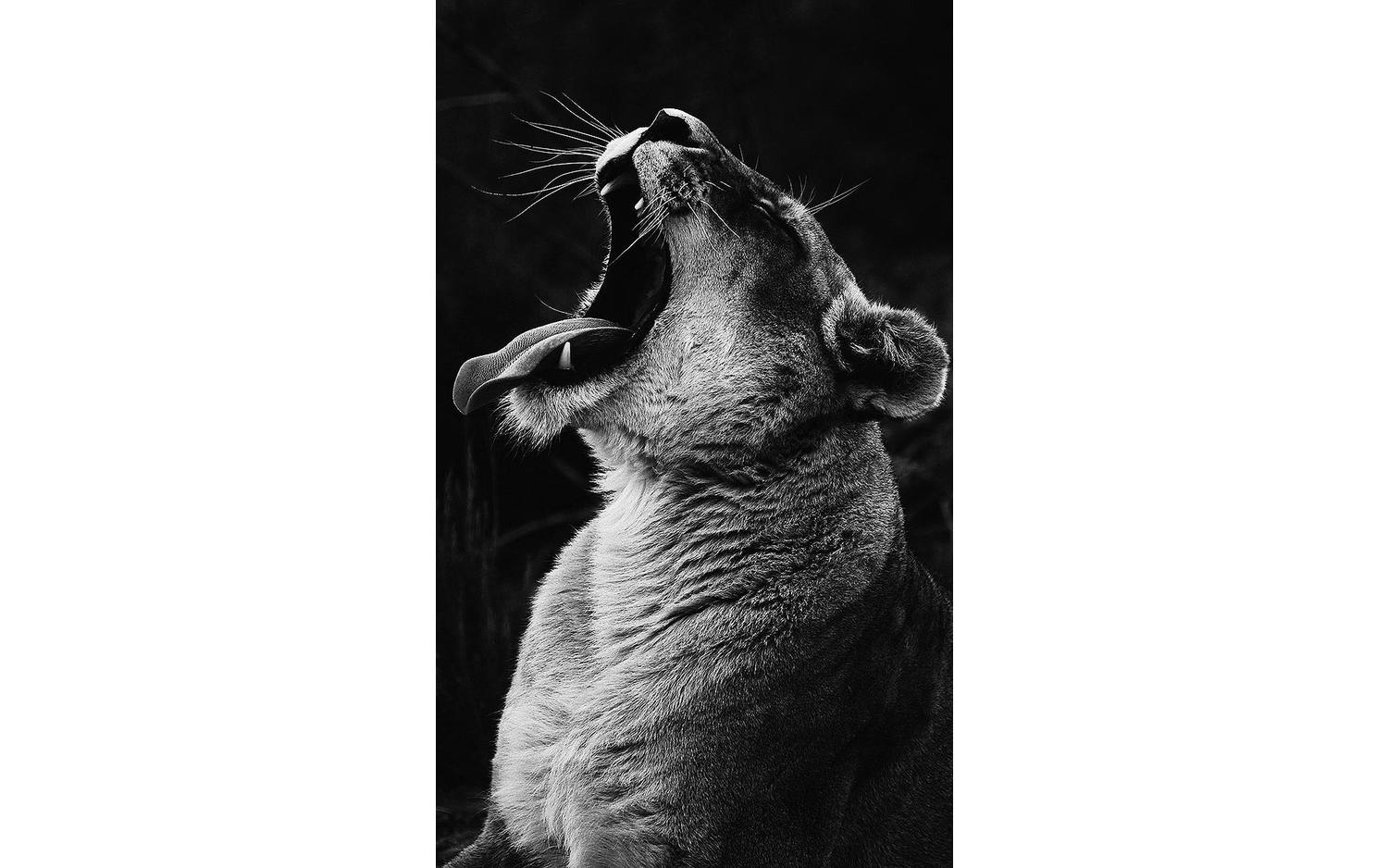 Goossens Schilderij King Of The Wild, 70 x 118 cm - 8718823092677