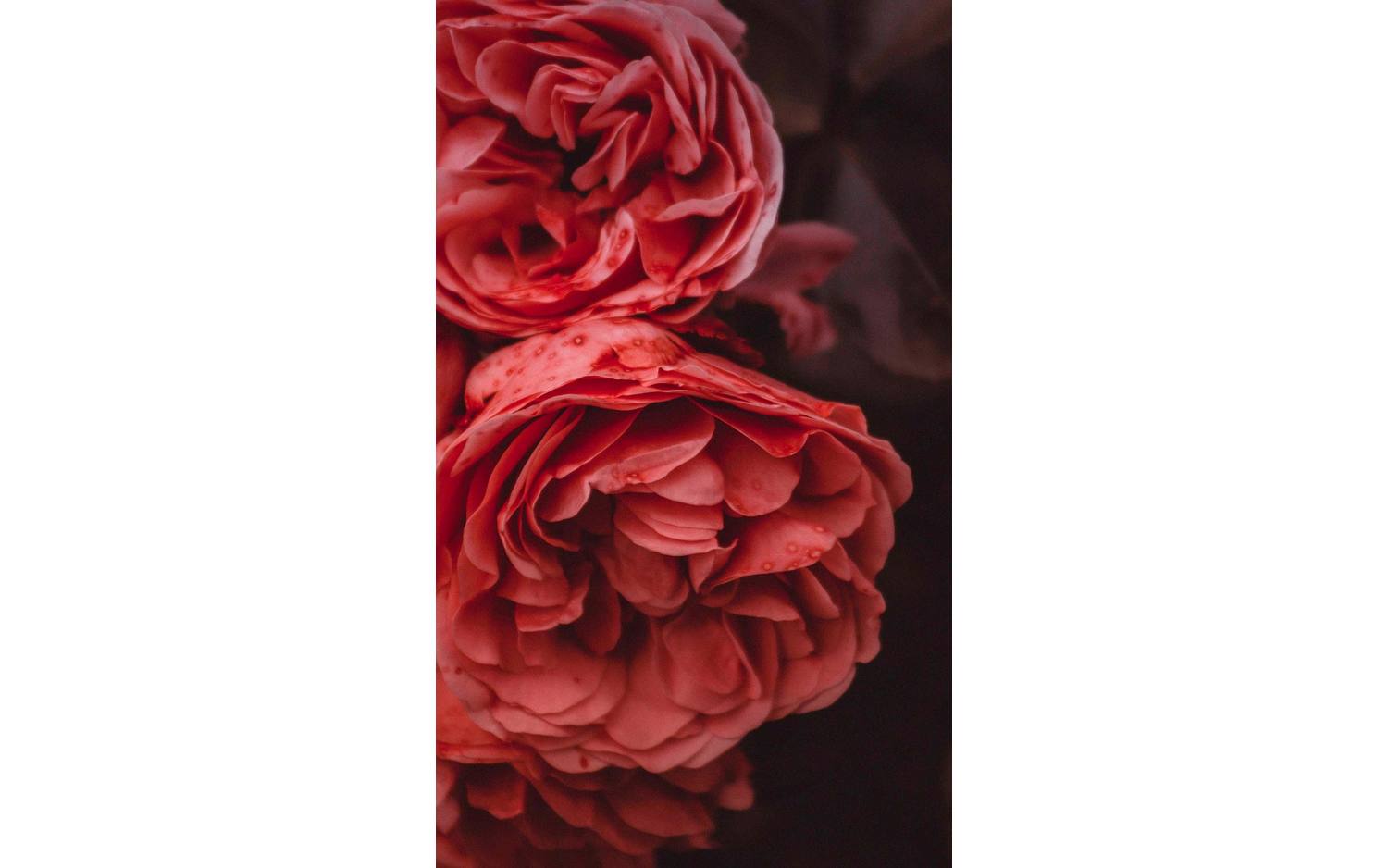 Goossens Schilderij Rose Garden, 70 x 118 cm - 8718823104936