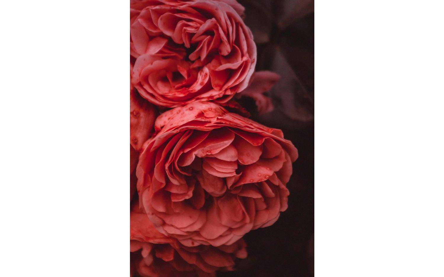 Goossens Schilderij Rose Garden, 98 x 148 cm - 8718823104950