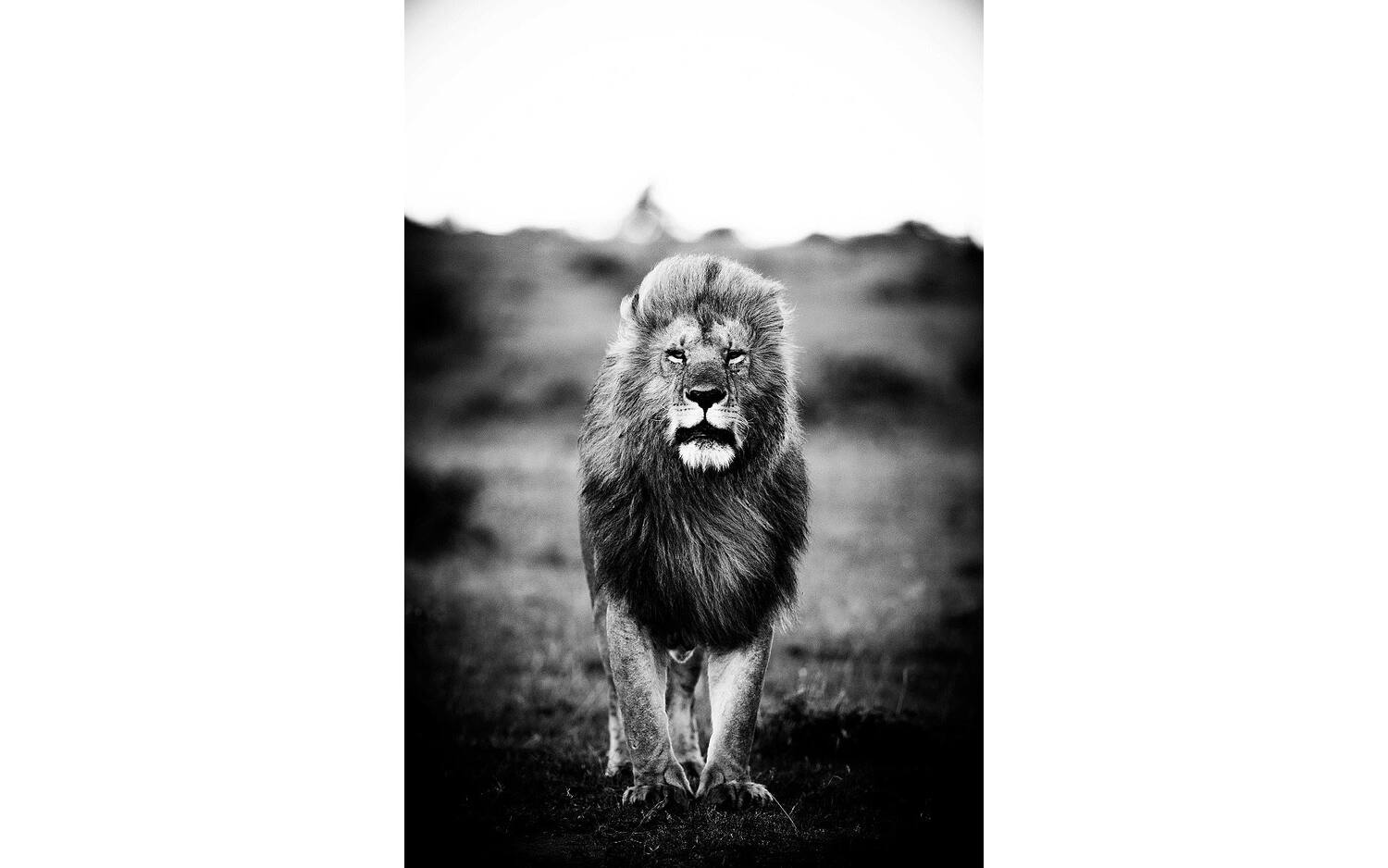 Goossens Schilderij A Lions Portret, 90 x 135 cm - 8718823248470