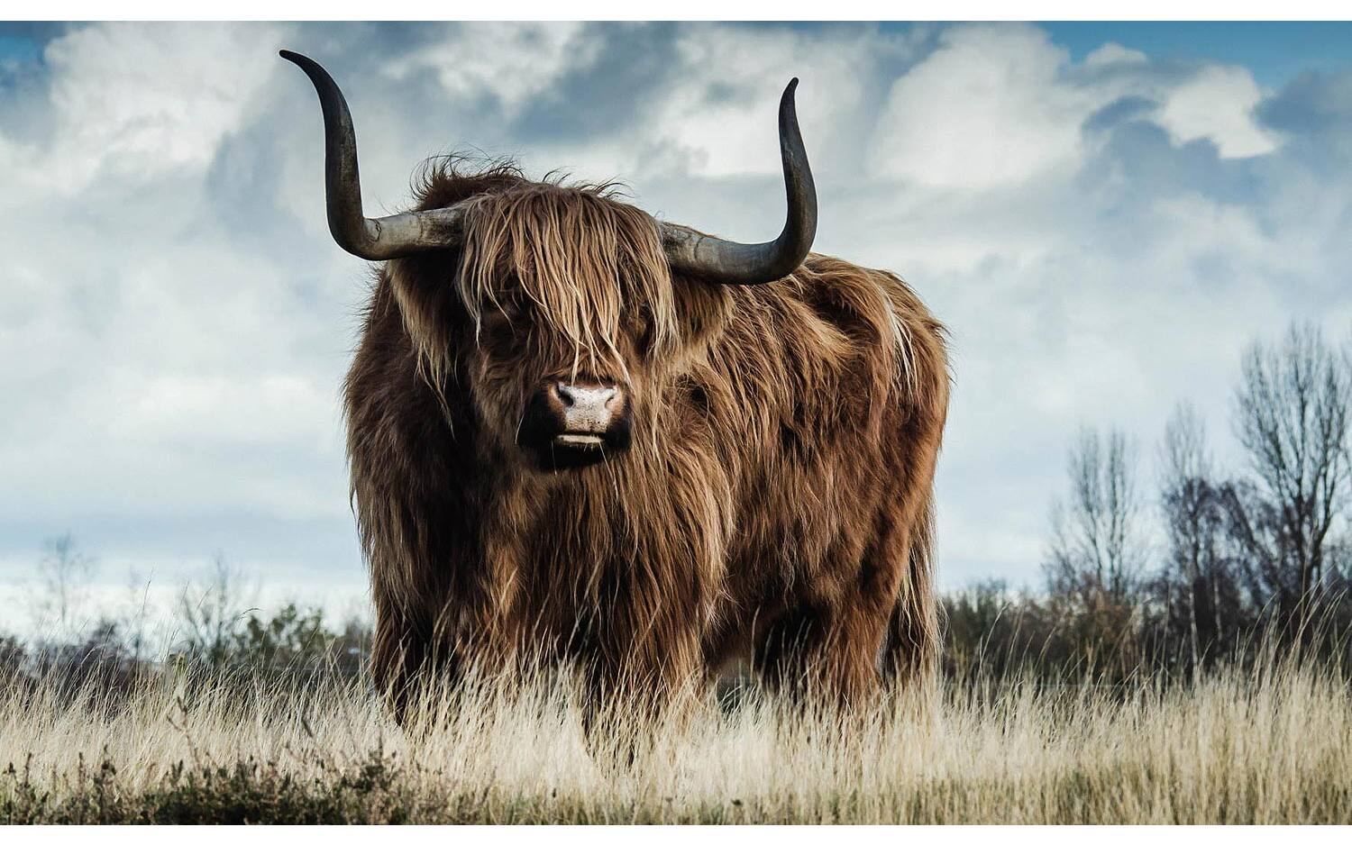 Goossens Schilderij Urban Wildlife 1, 118 x 70 cm - 8718823249453