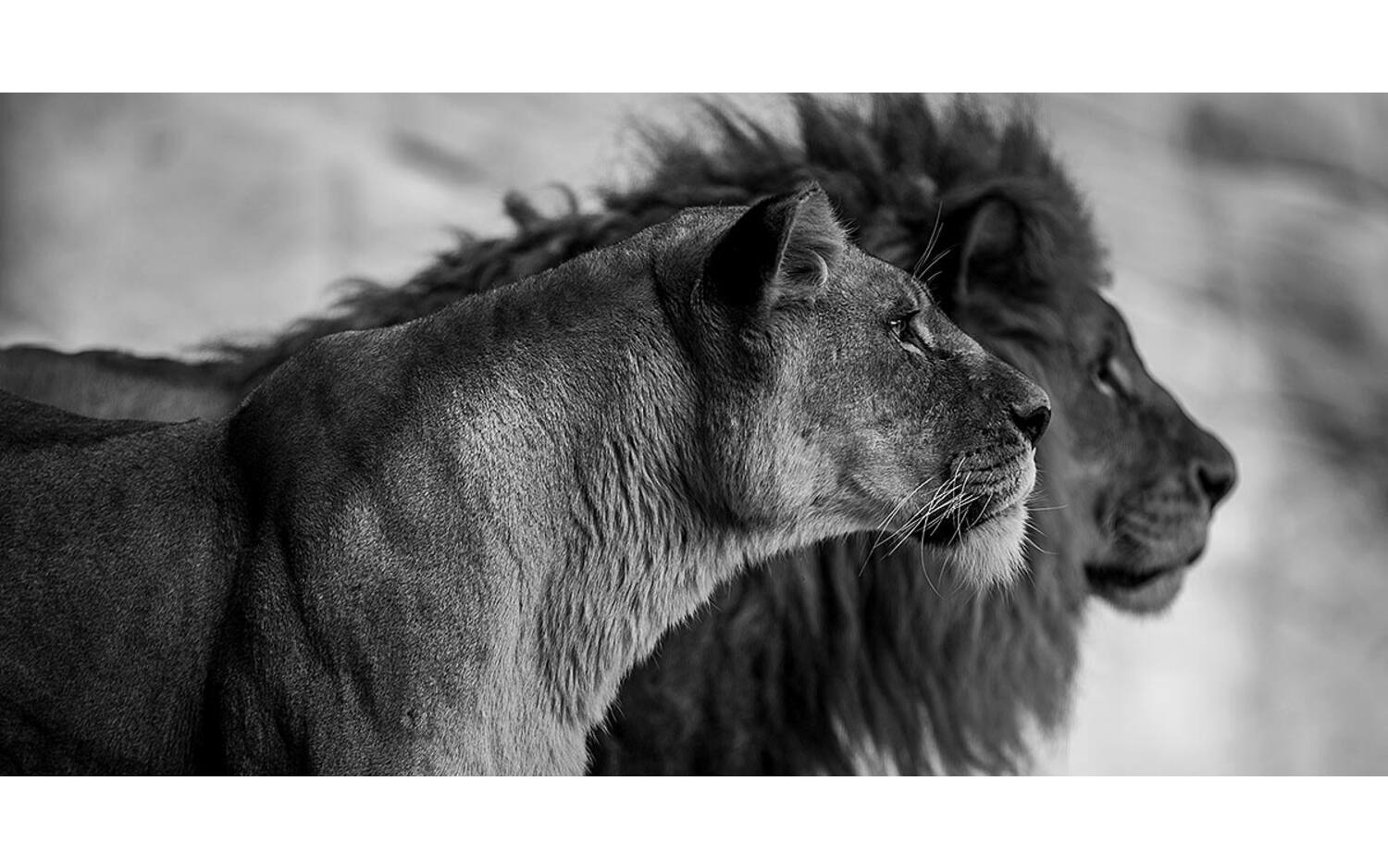 Goossens Schilderij The Lion, 98 x 48 cm - 8718823250343