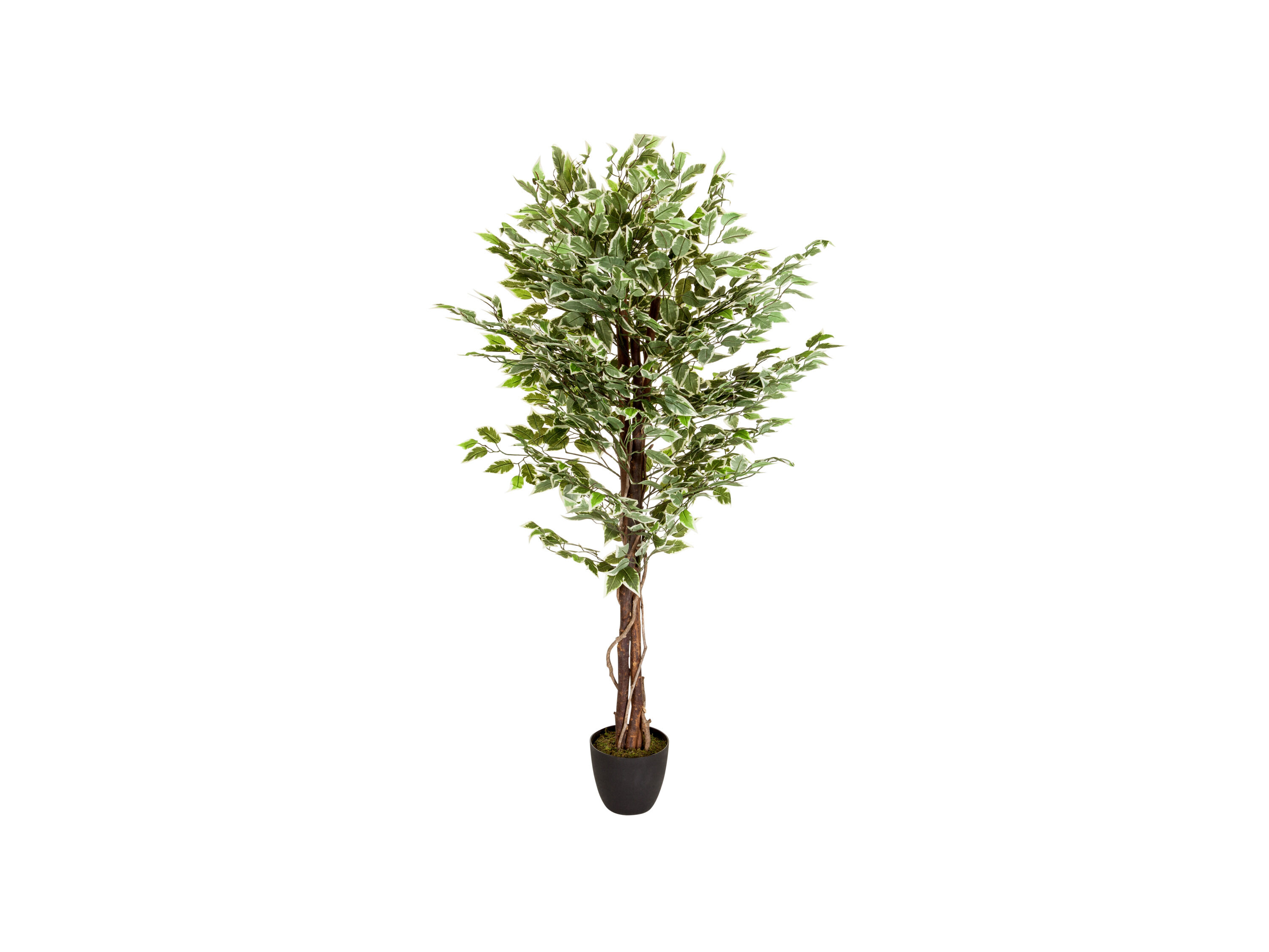 hjh OFFICE Kunstplant Ficus - 4251084696948
