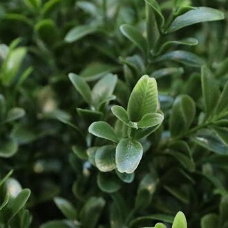 Buxus Kunstplant 45cm UV - 8720039979529