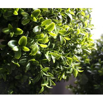 Buxus kunsttak 50cm - 8718719443330