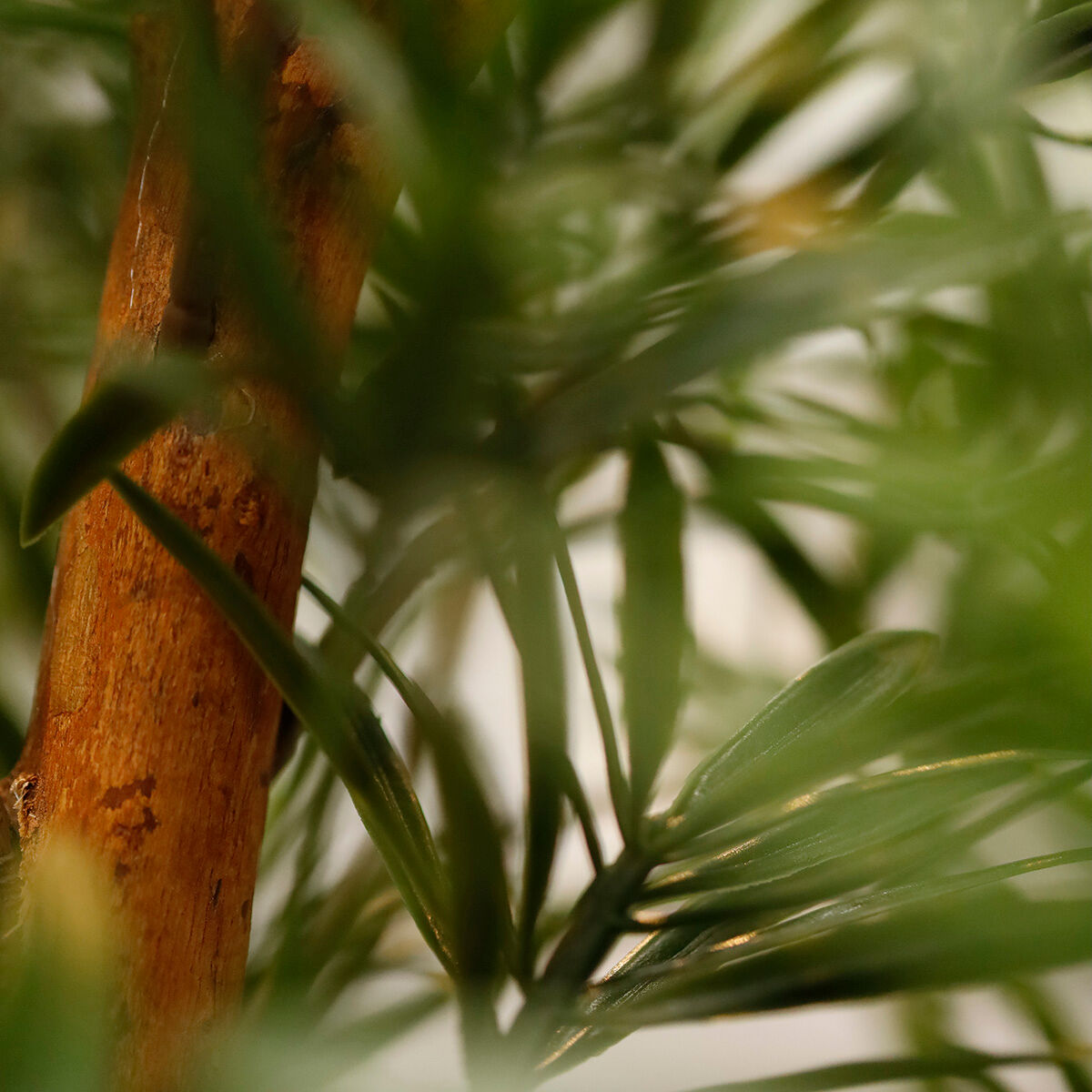 Podocarpus Kunstboom 150cm UV bestendig - 8720039975811