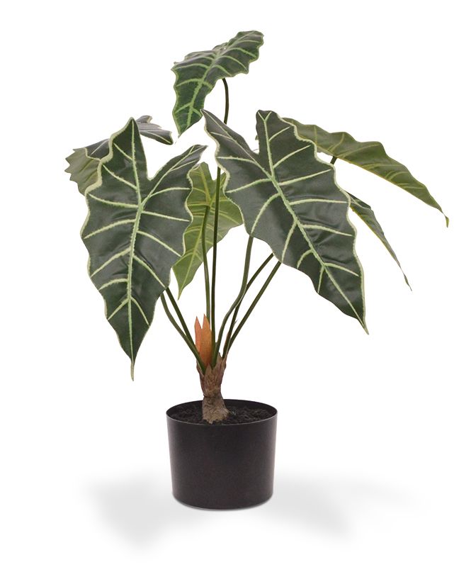 Alocasia Amazonica kunstplant 60cm - 8720039970205