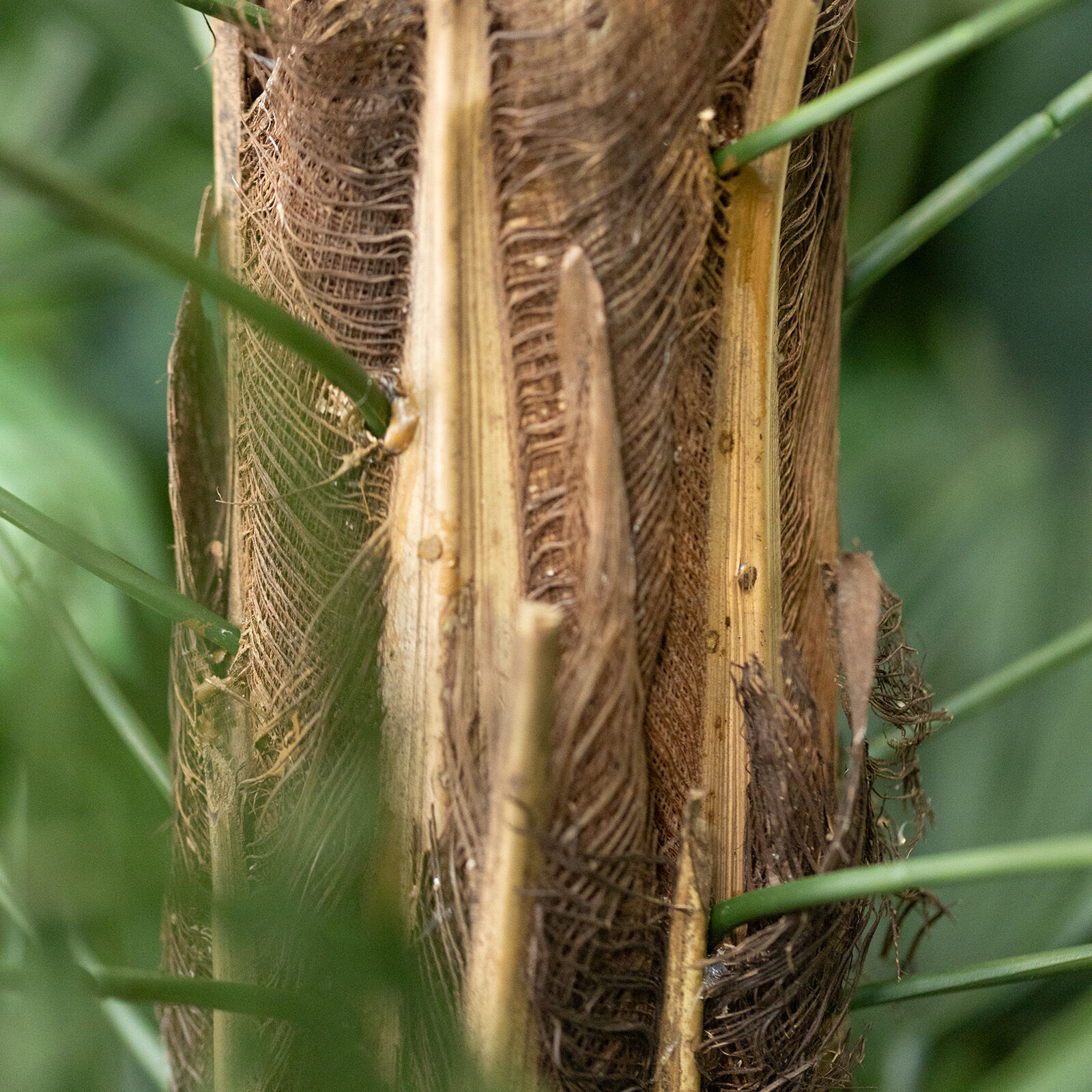 Raphis Kunstpalm 125cm UV in pot - 8721264102775