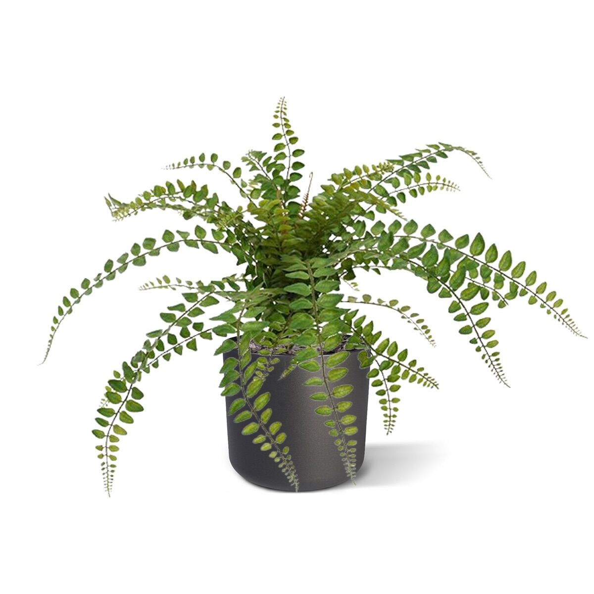 Rotundifolia Varen kunstplant 55cm - 8718719449745