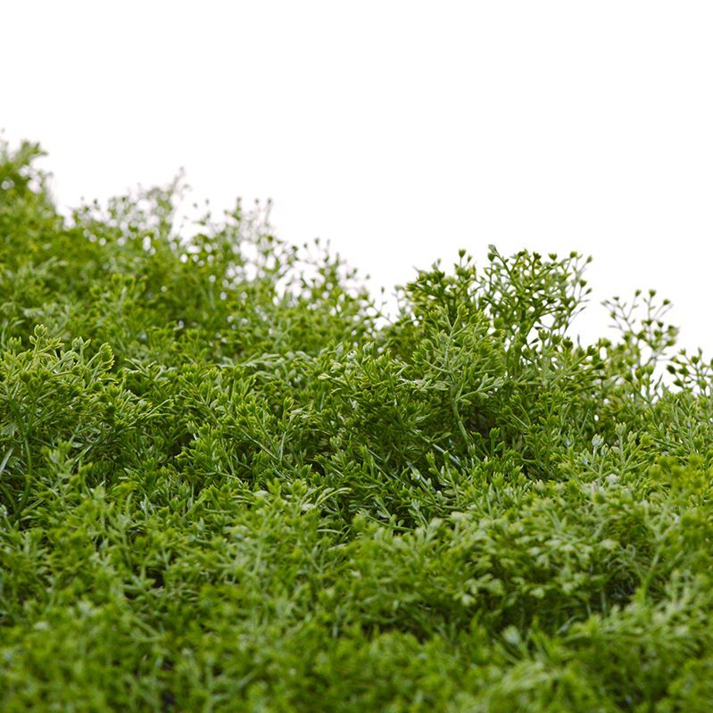 Kunst Mosmat promo 50x50cm - UV bestendig - 8718719449226