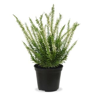 Erica heide kunstplant 25cm - creme