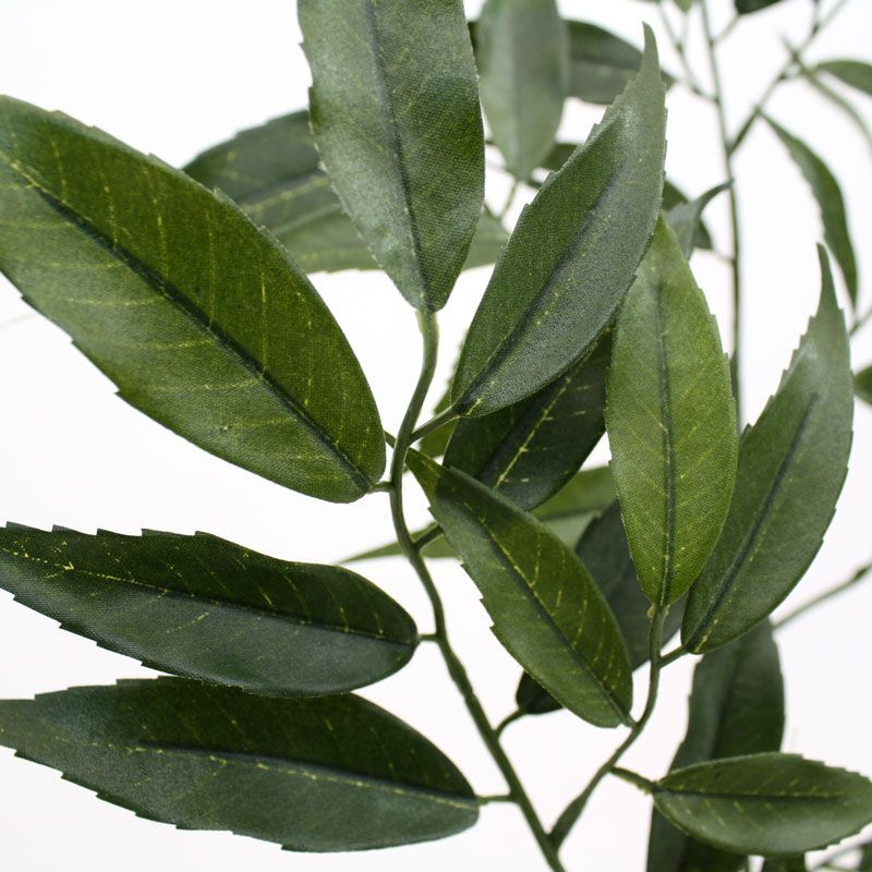 Shirakashi Tak x83 FR - 8718719443316