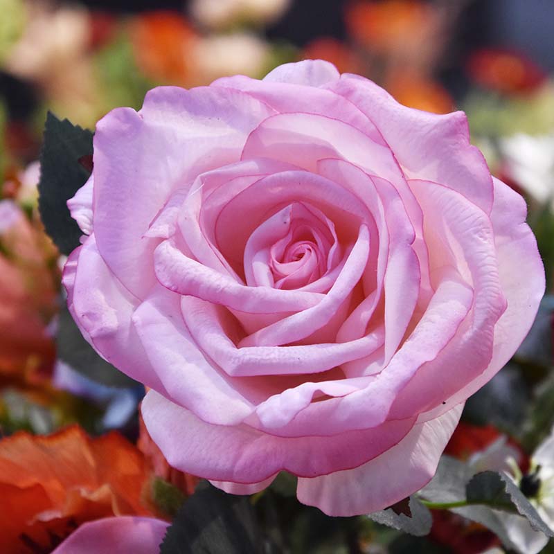 Kunst Rozentak Elizabeth RT 65 cm rose - 8720039972742