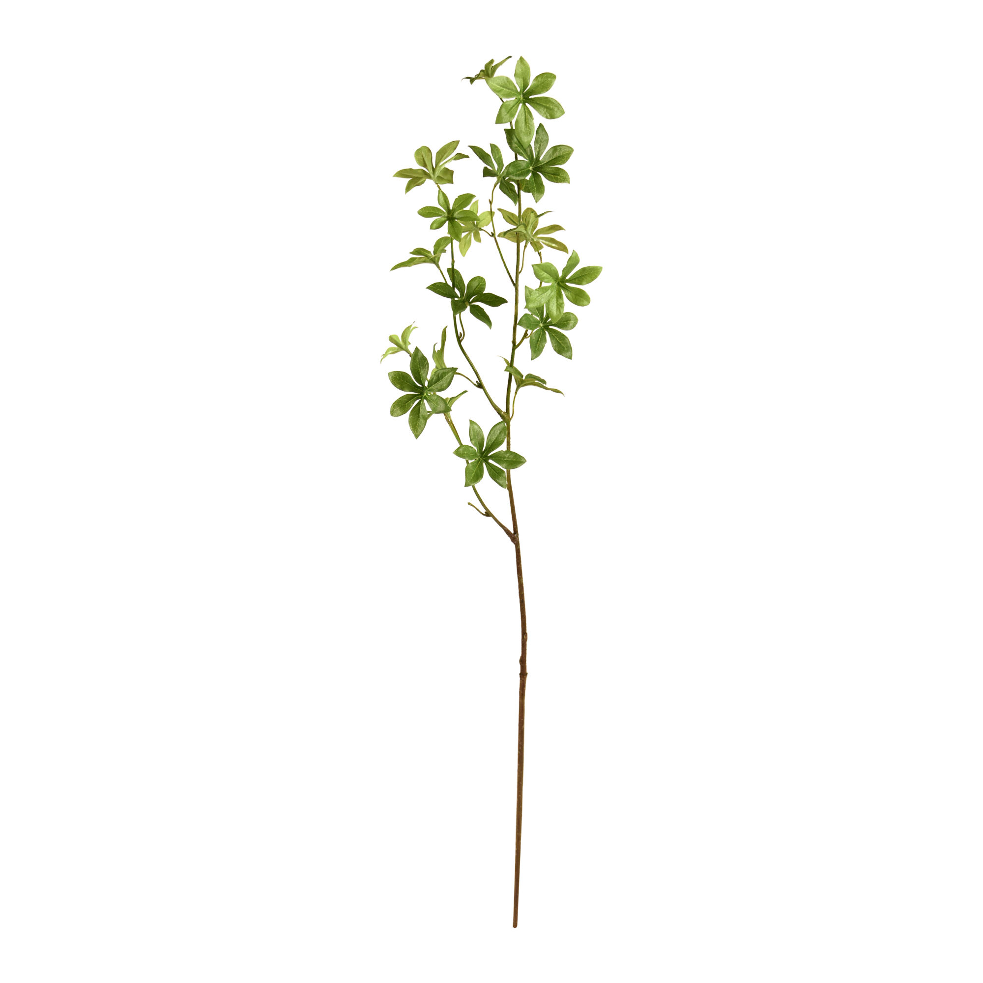 Enkianthus tak 85cm - groen - 8720039973503