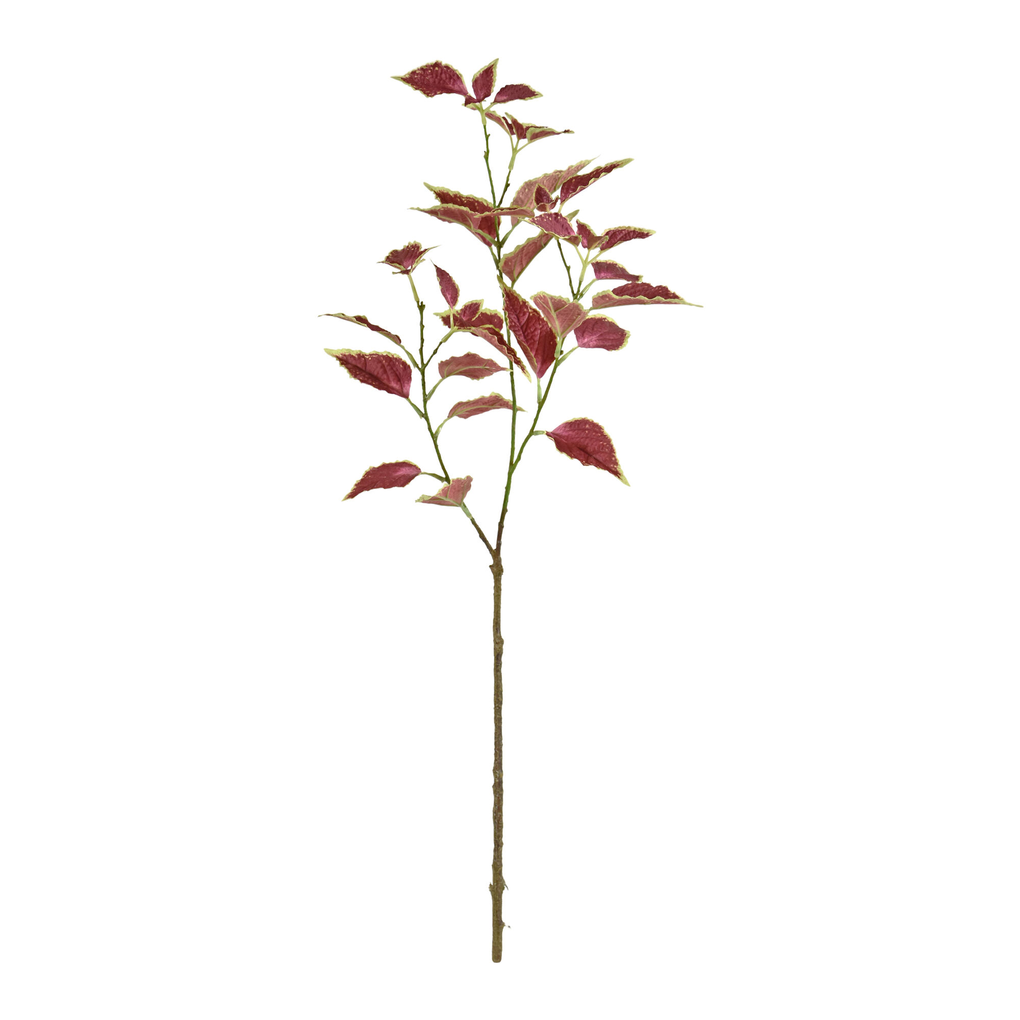 Coleus Tak 80cm - Burgundy - 8720039973527
