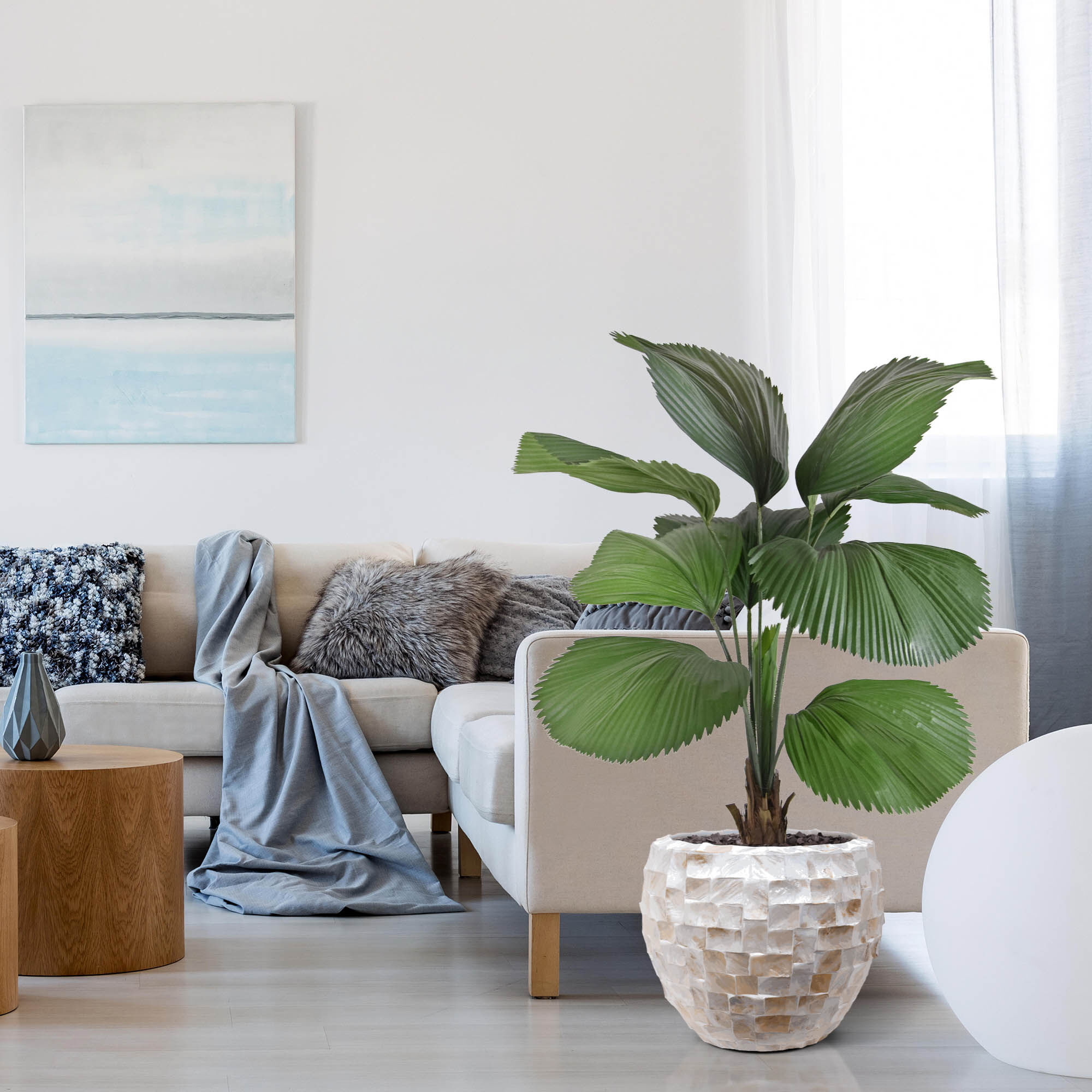 Licuala kunstpalm 115cm - 8720039973275