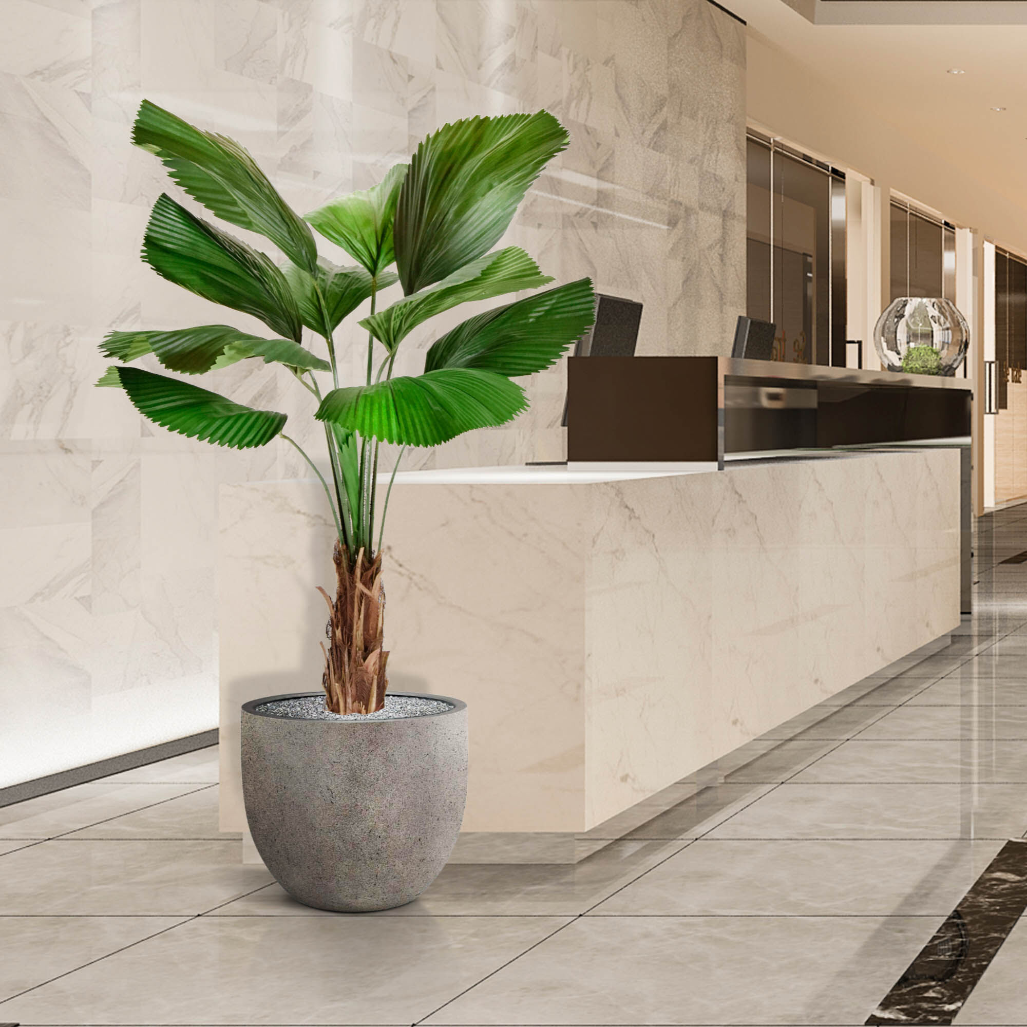 Licuala kunstpalm 140cm - 8720039974227