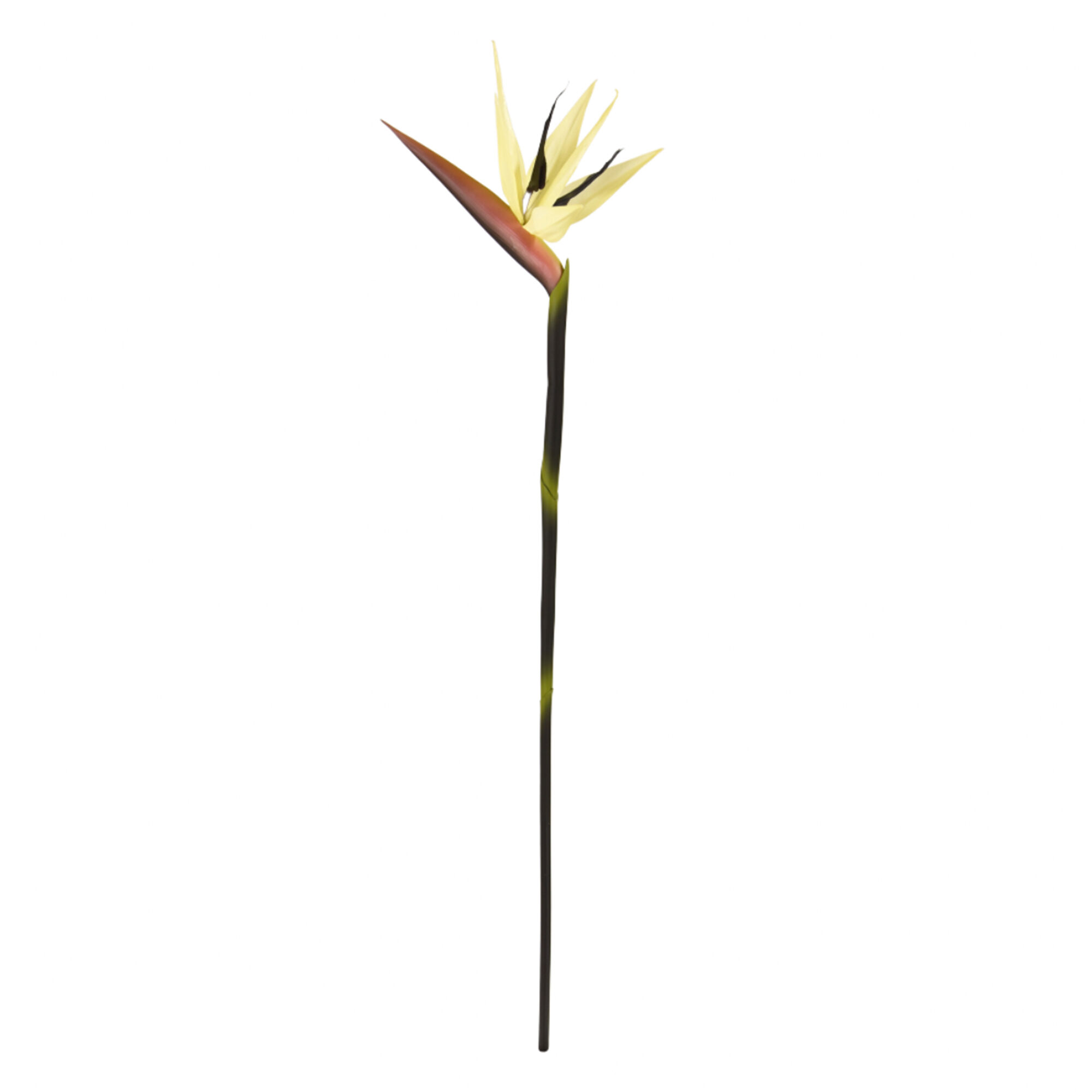 Strelitzia tak Deluxe 90cm Creme - 8720039973558