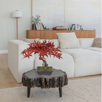 Acer Kunst Bonsai 50cm Burgundy - 8720039979796
