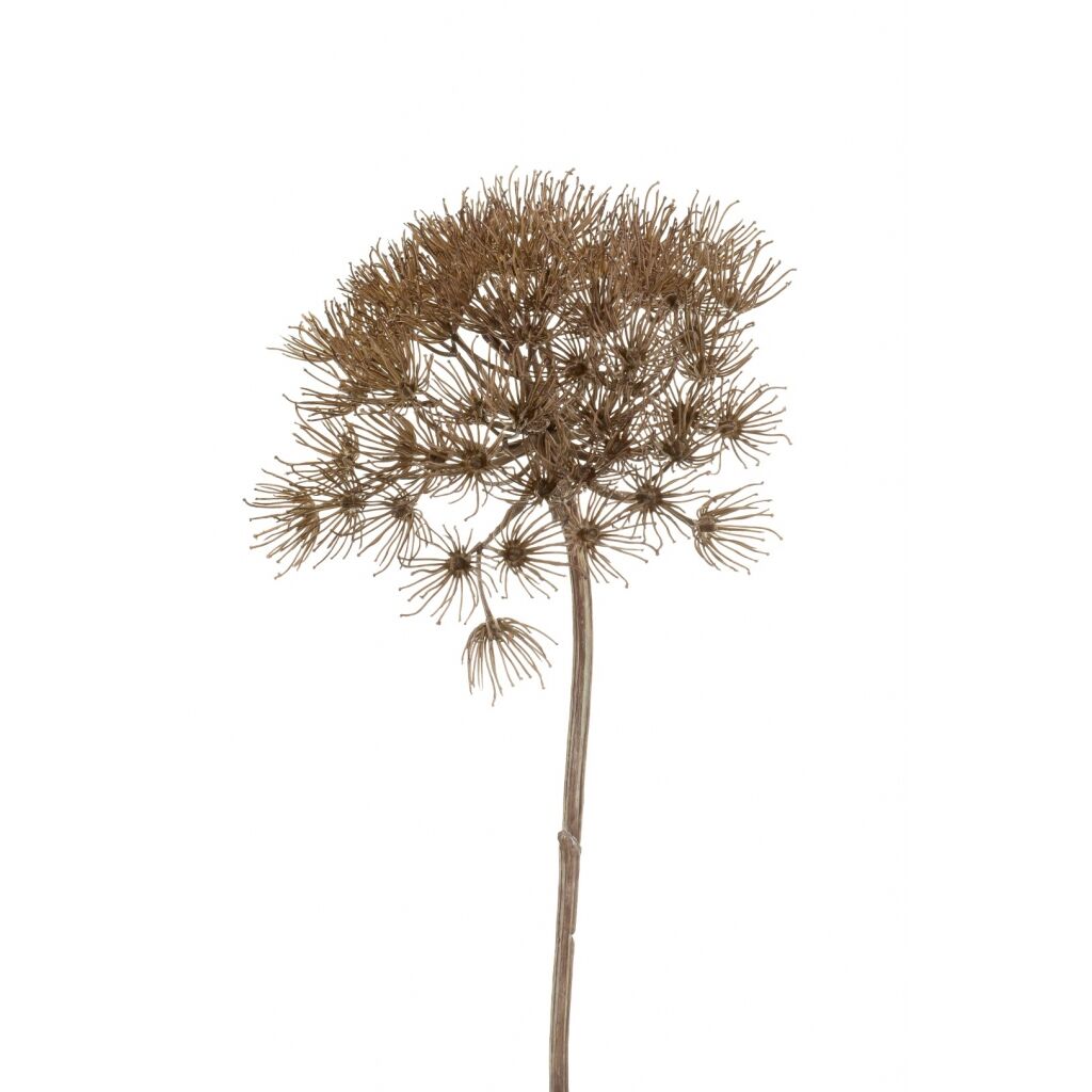 Heracleum - 8714344224894