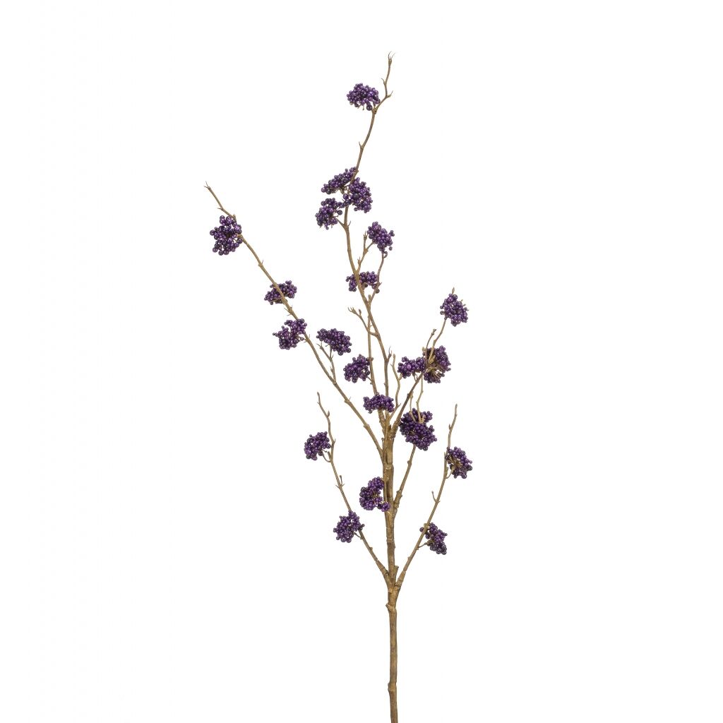 Callicarpa - 8714344379211