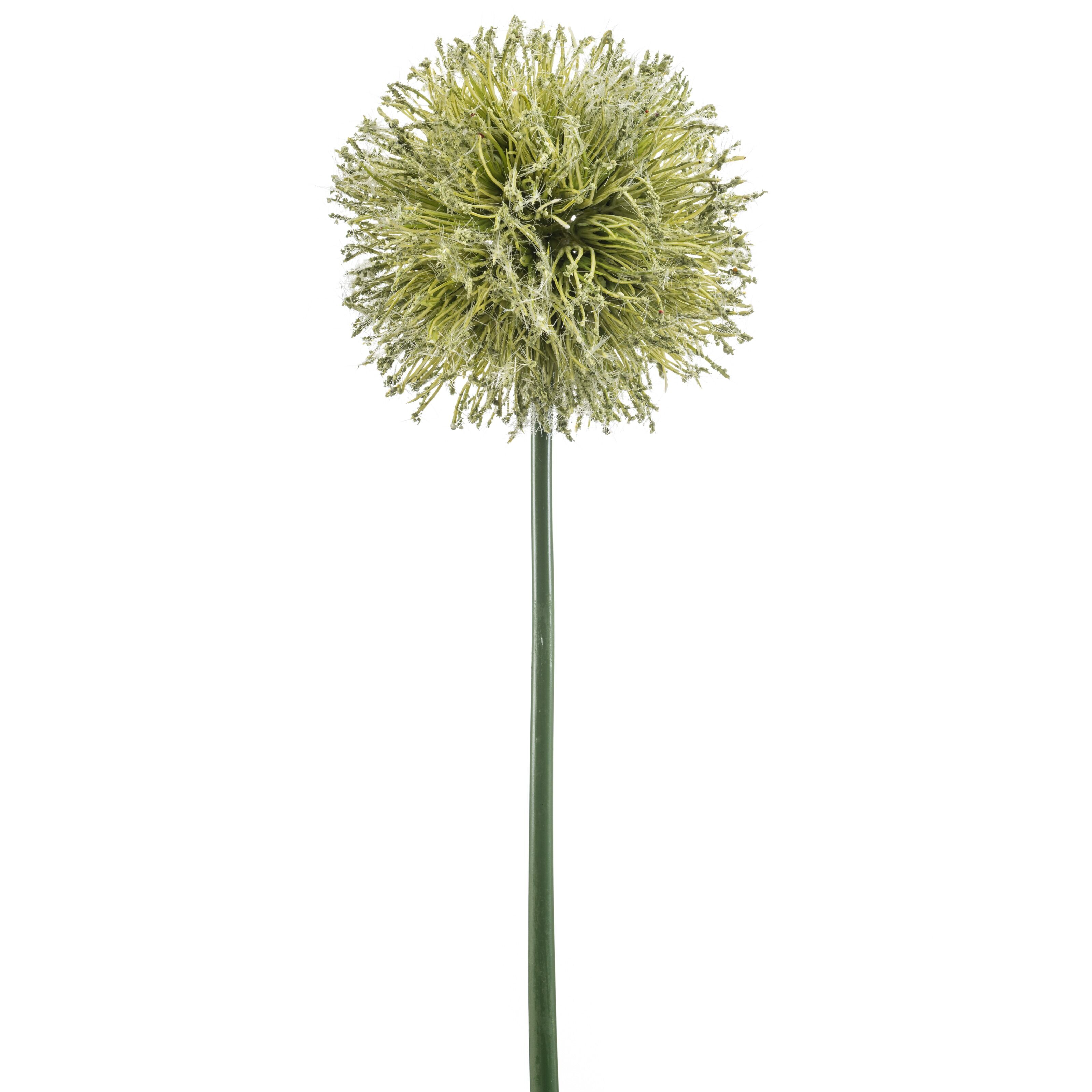 Allium - 8714344536249