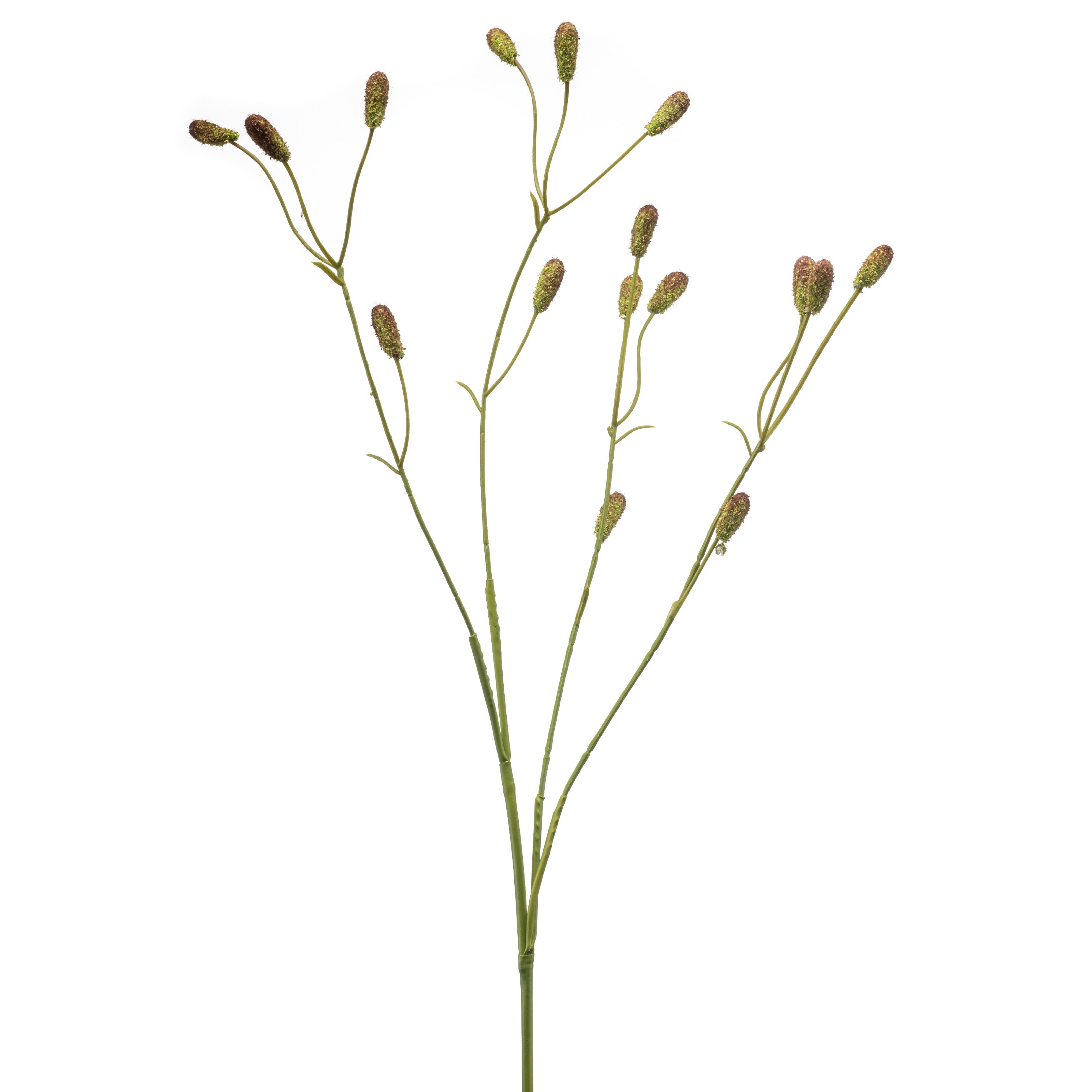 Sanguisorba - 8714344540024