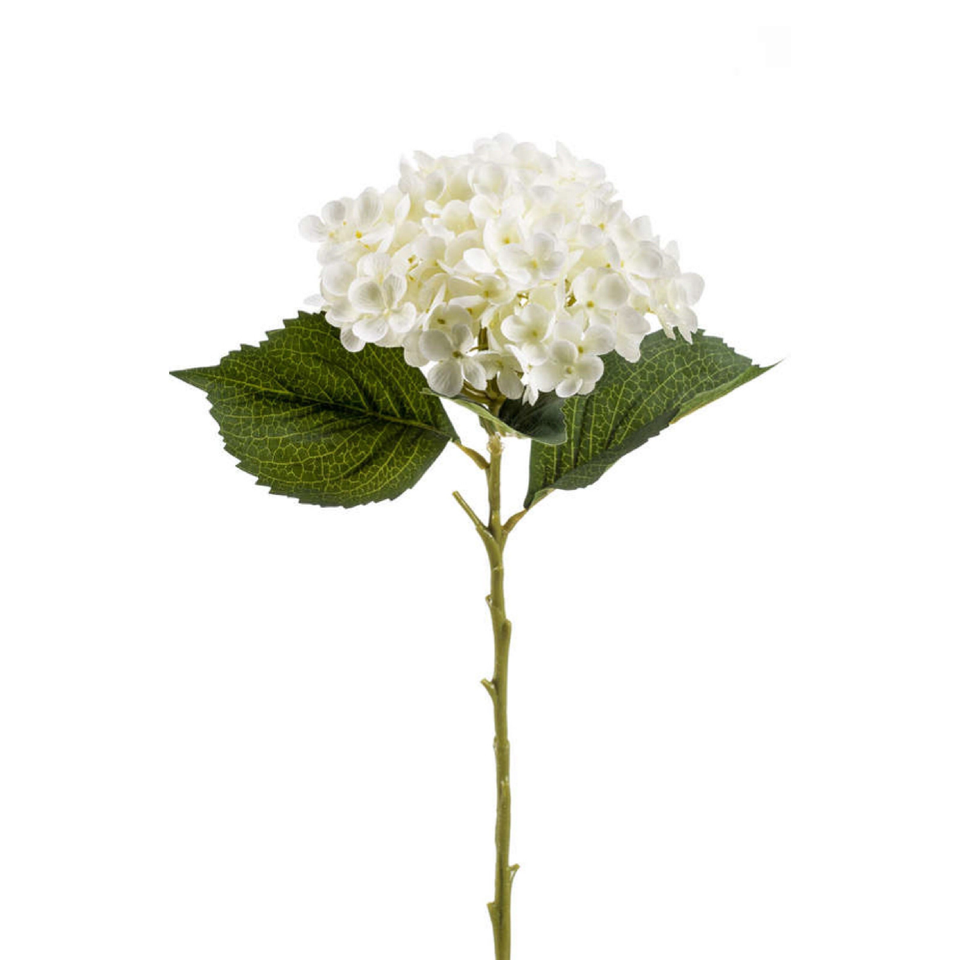 Hydrangea - 8714344268416