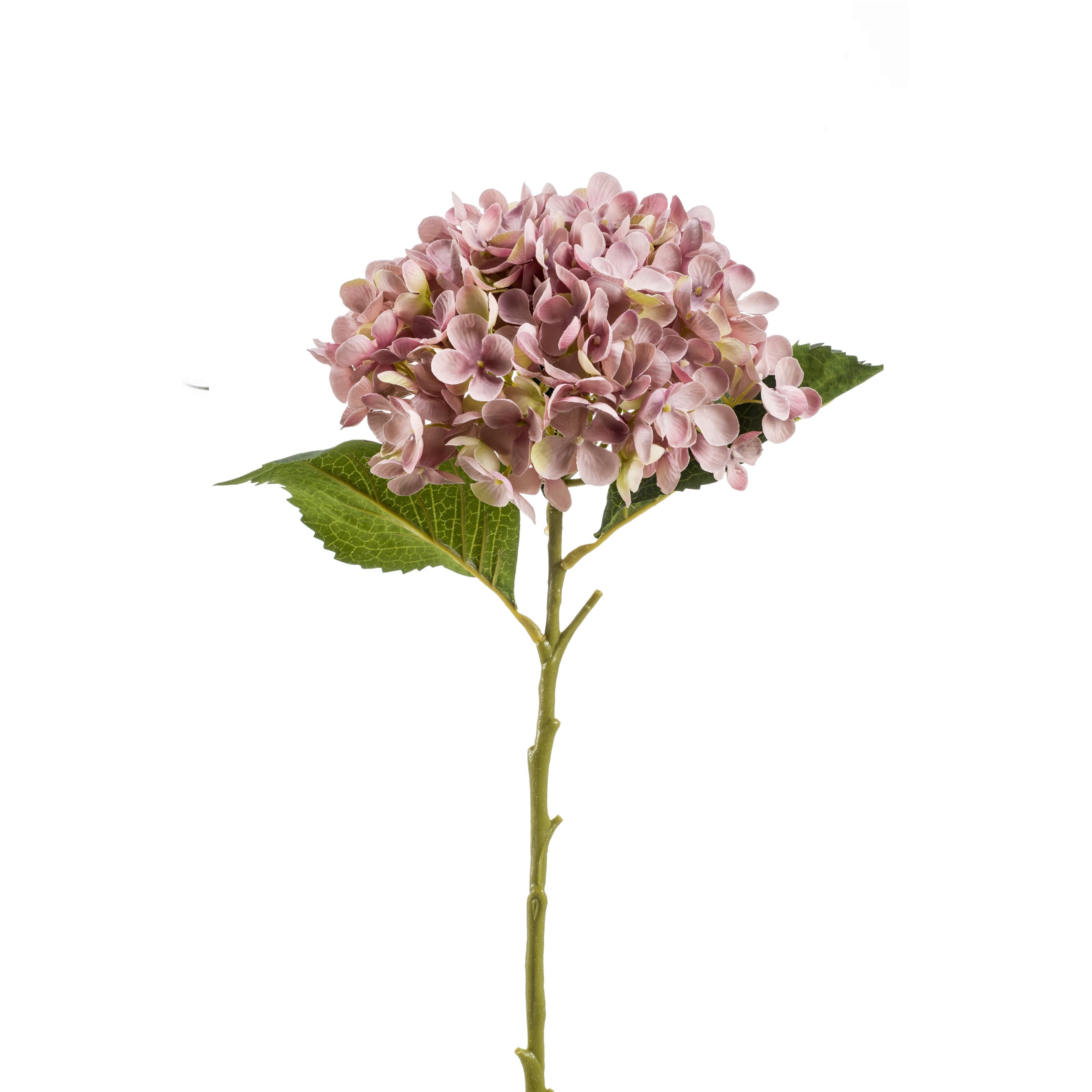 Hydrangea - 8714344268447