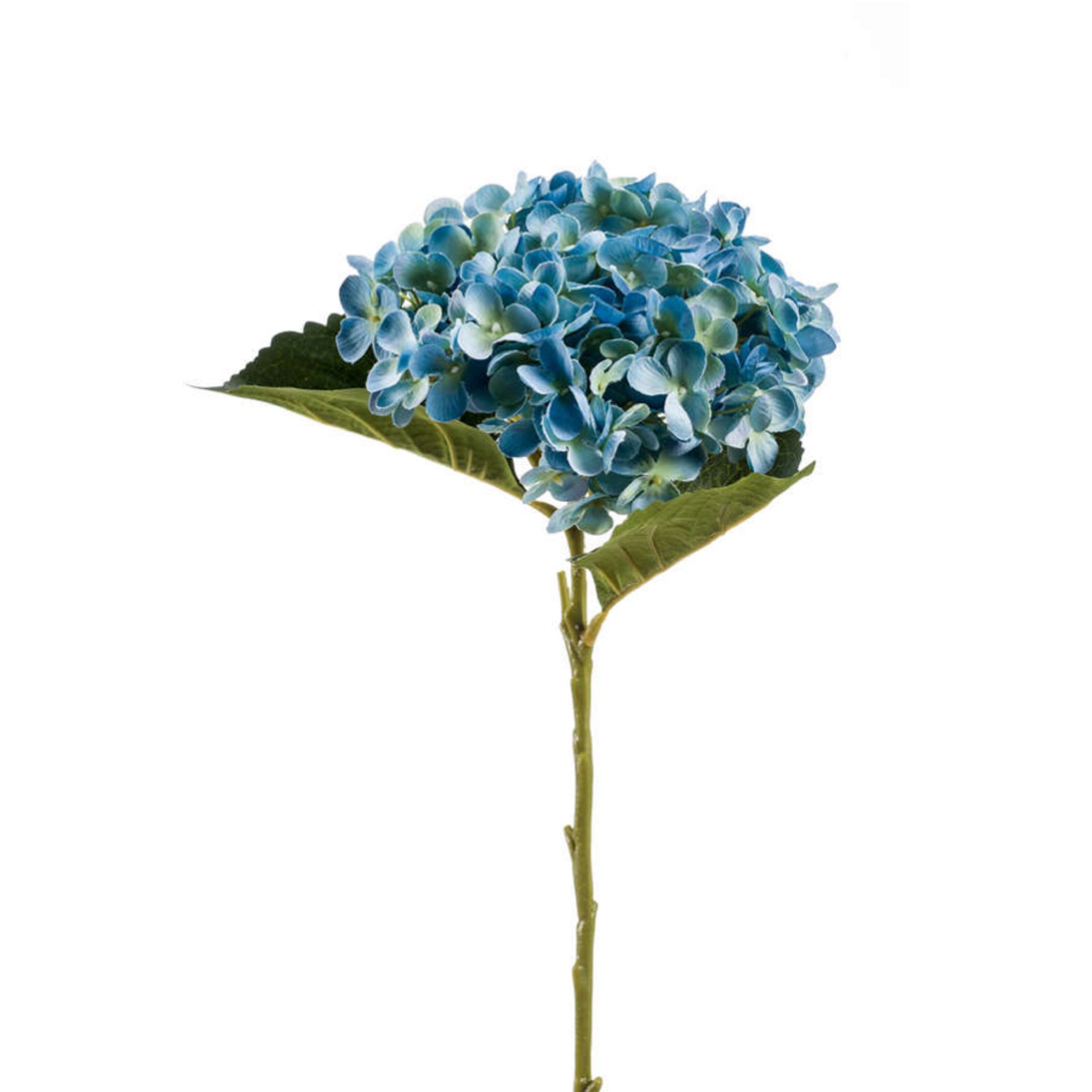 Hydrangea - 8714344268454