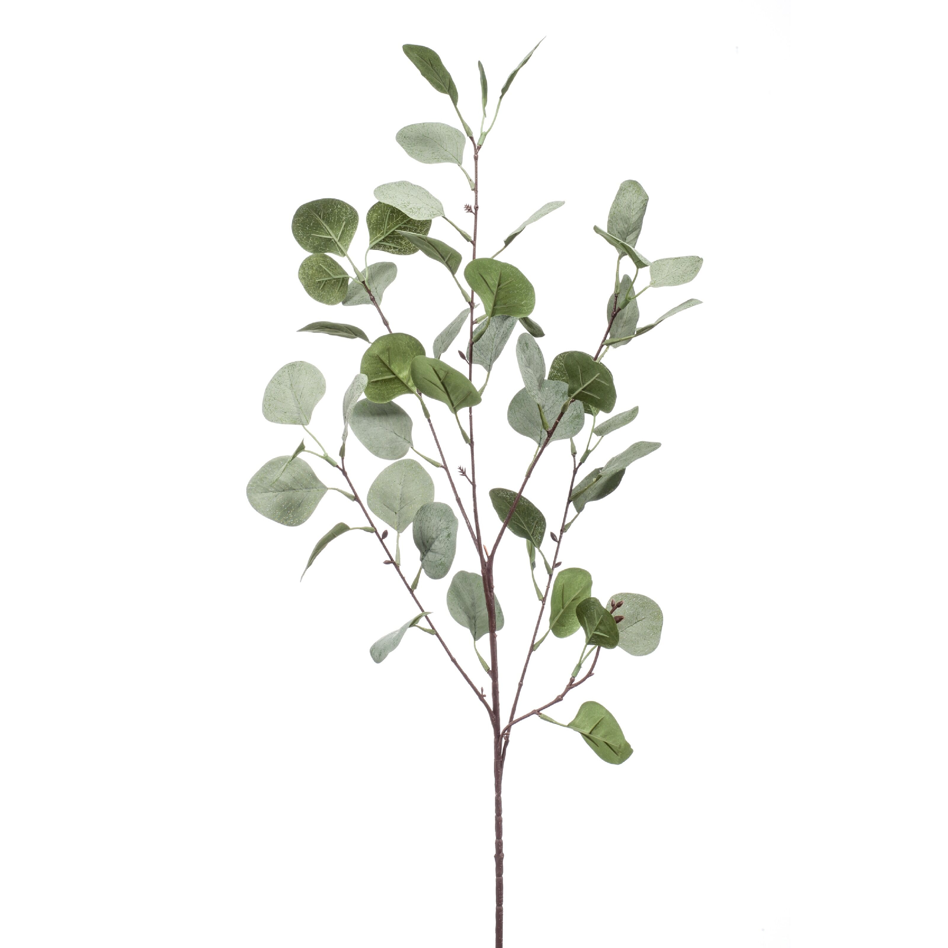 Eucalyptus - 8714344299618