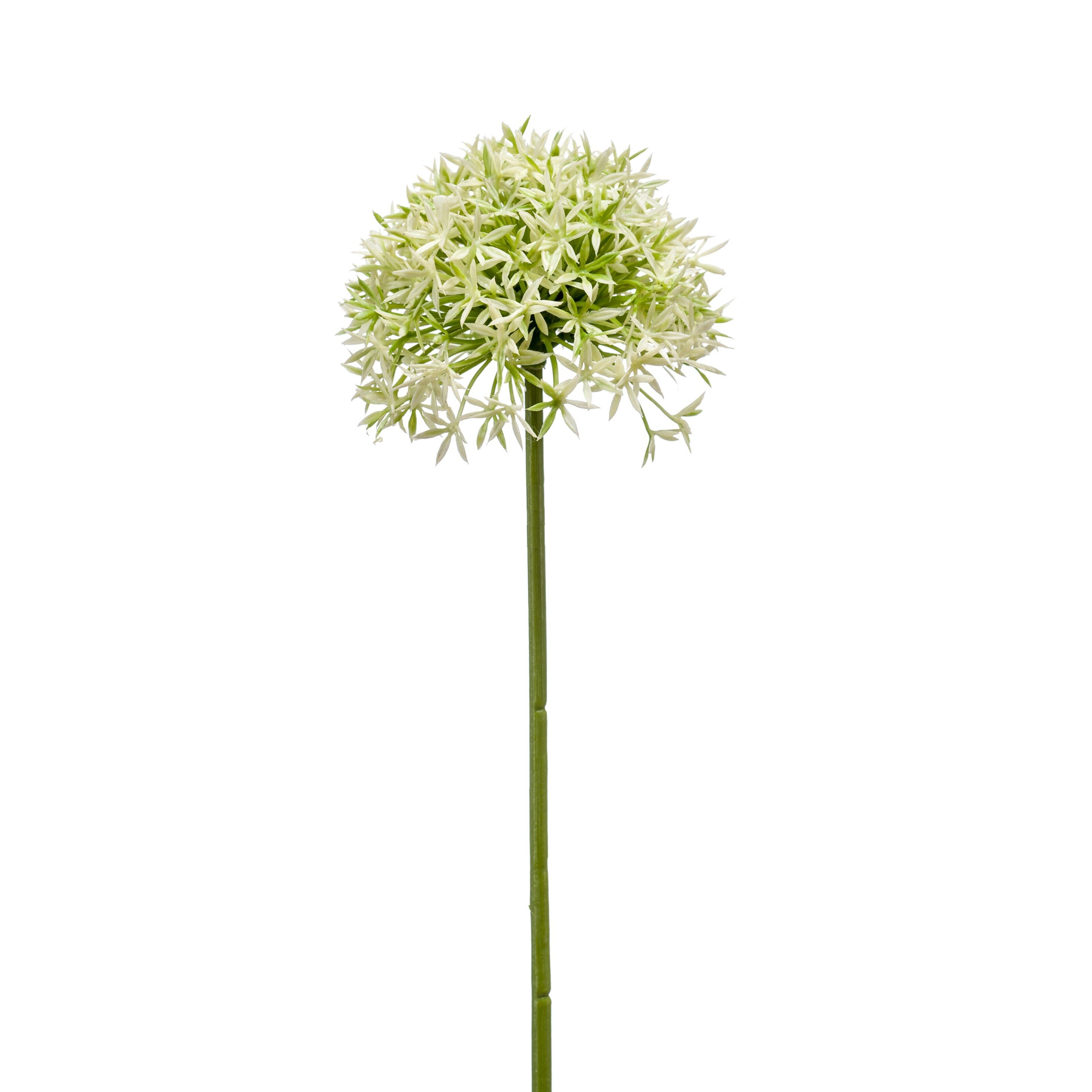 Allium - 8714344306569