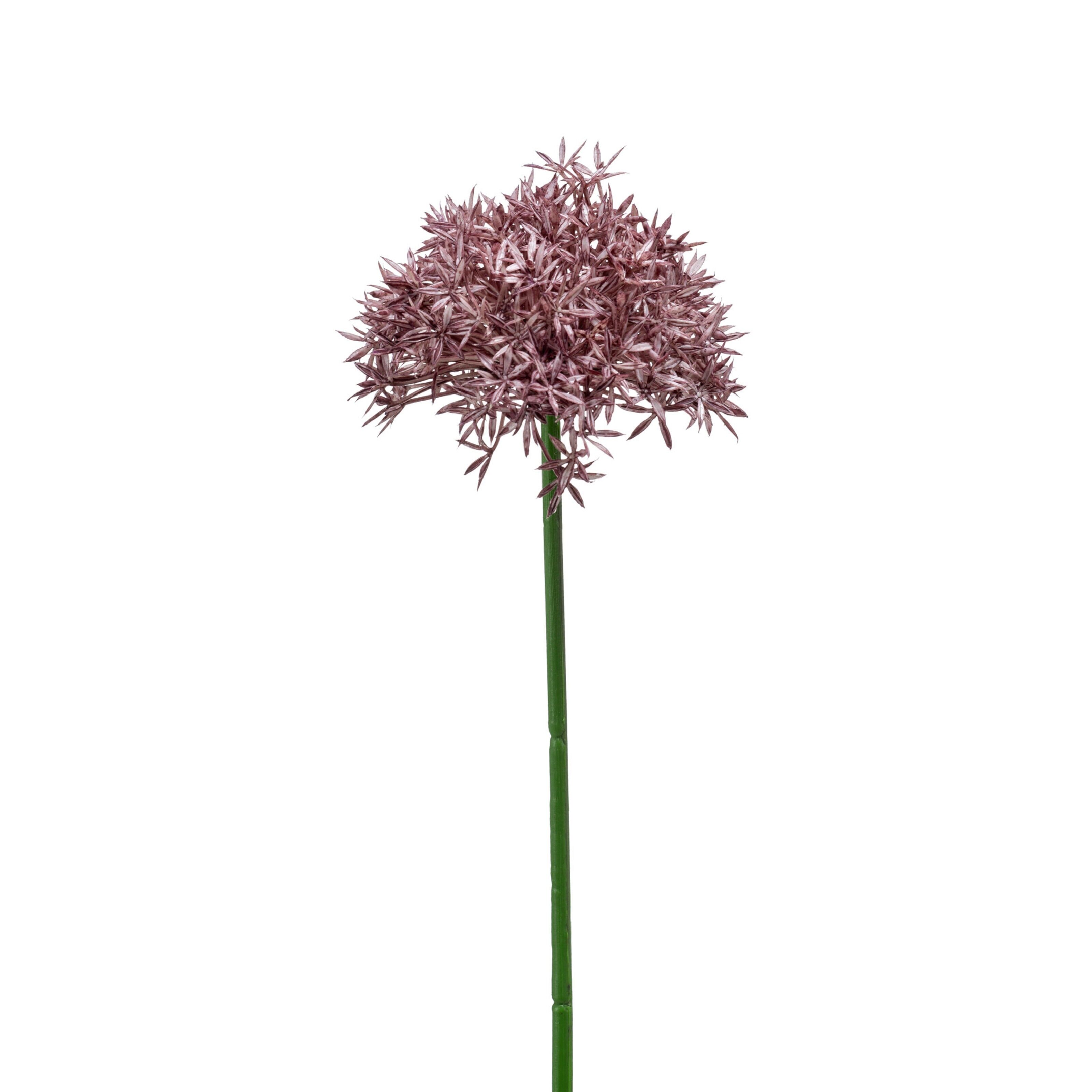 Allium - 8714344306590