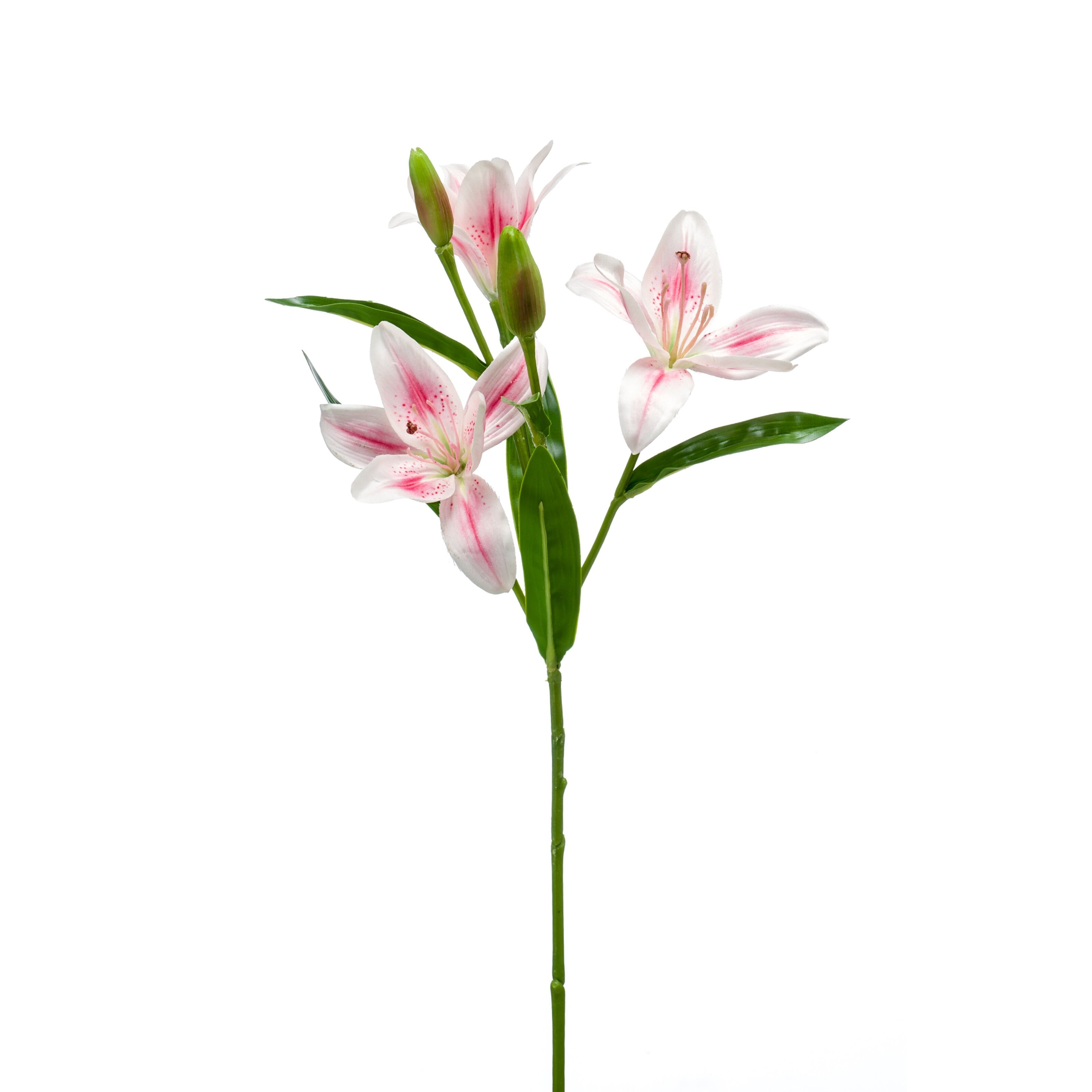 Lily - 8714344307733