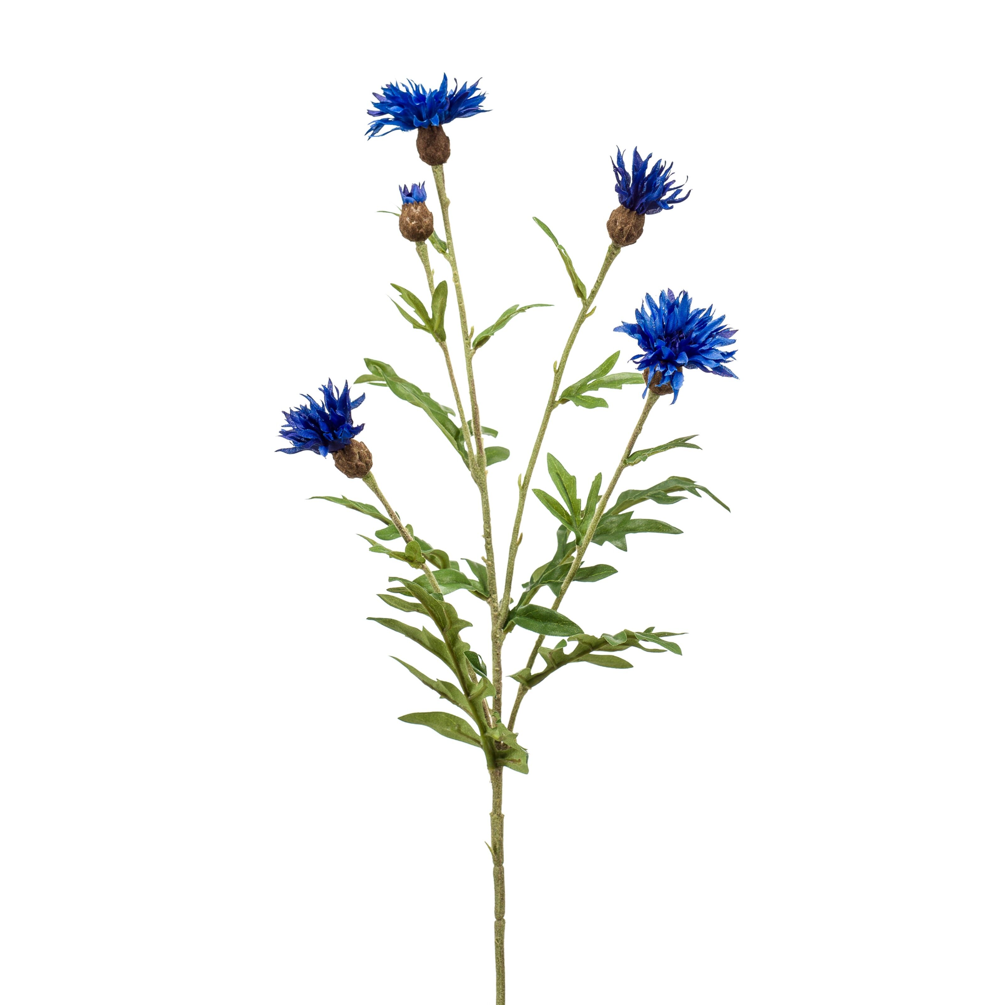 Centaurea - 8714344321227
